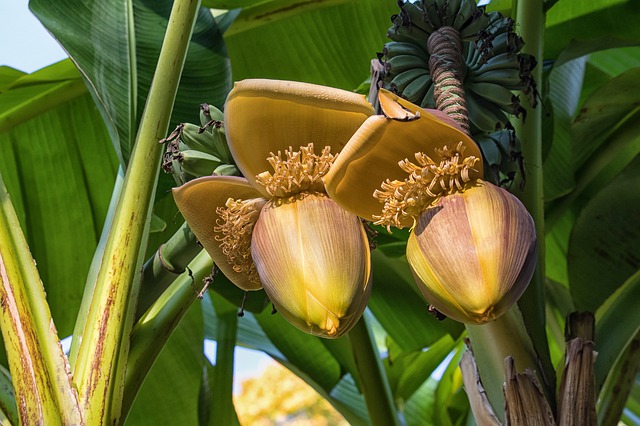 bunga pisang
