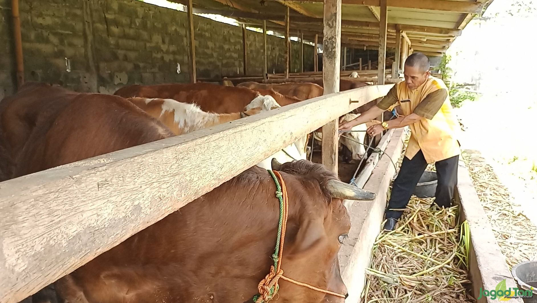 Petugas memeriksa kondisi kesehatan sapi di kandang peternak di daerah Kalikotes, Klaten, Jawa Tenga