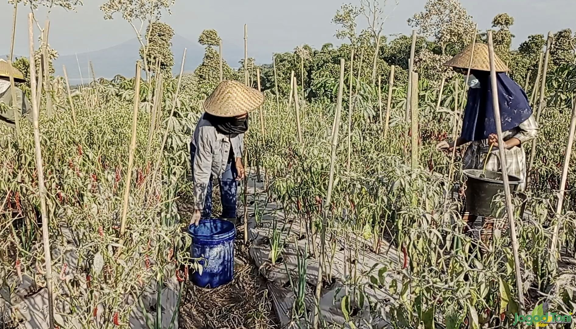 Petani memanen tanaman cabai di lereng Gunung Merapi