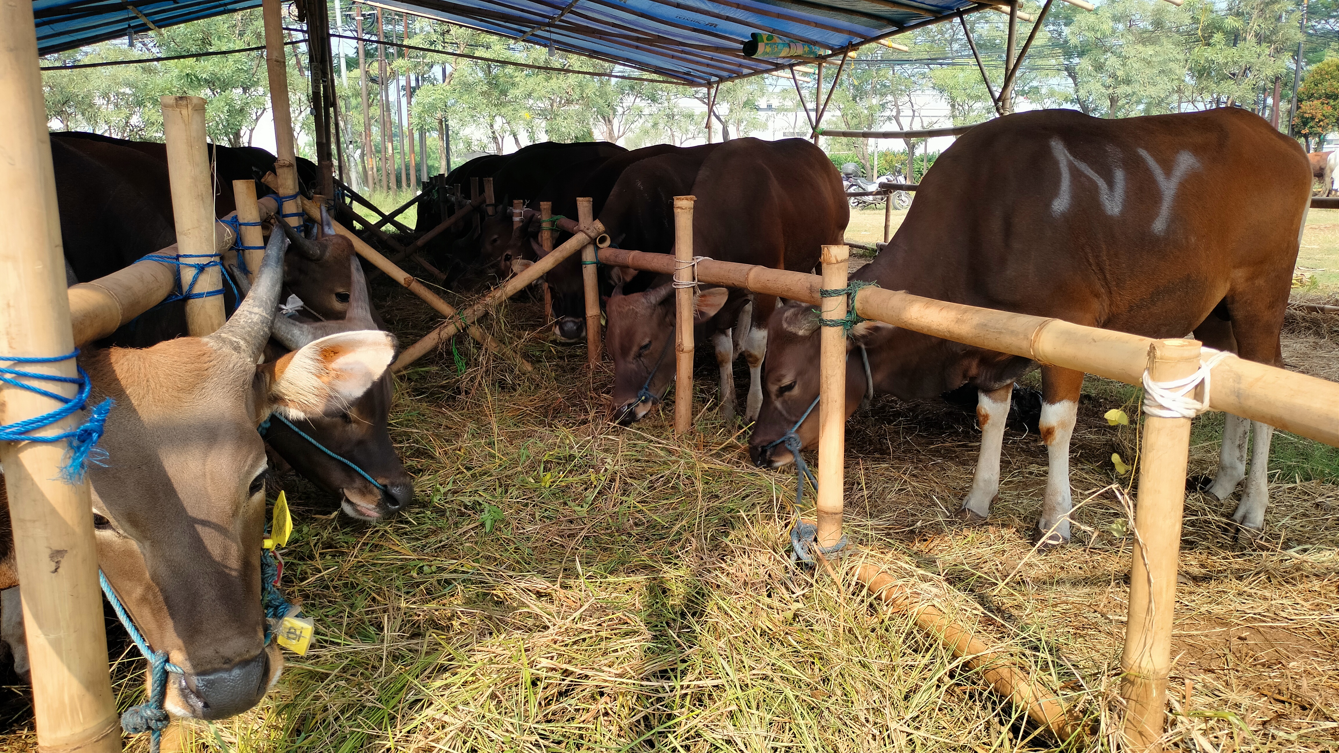 Harga Sapi Kurban Mulai Rp15 Jutaan