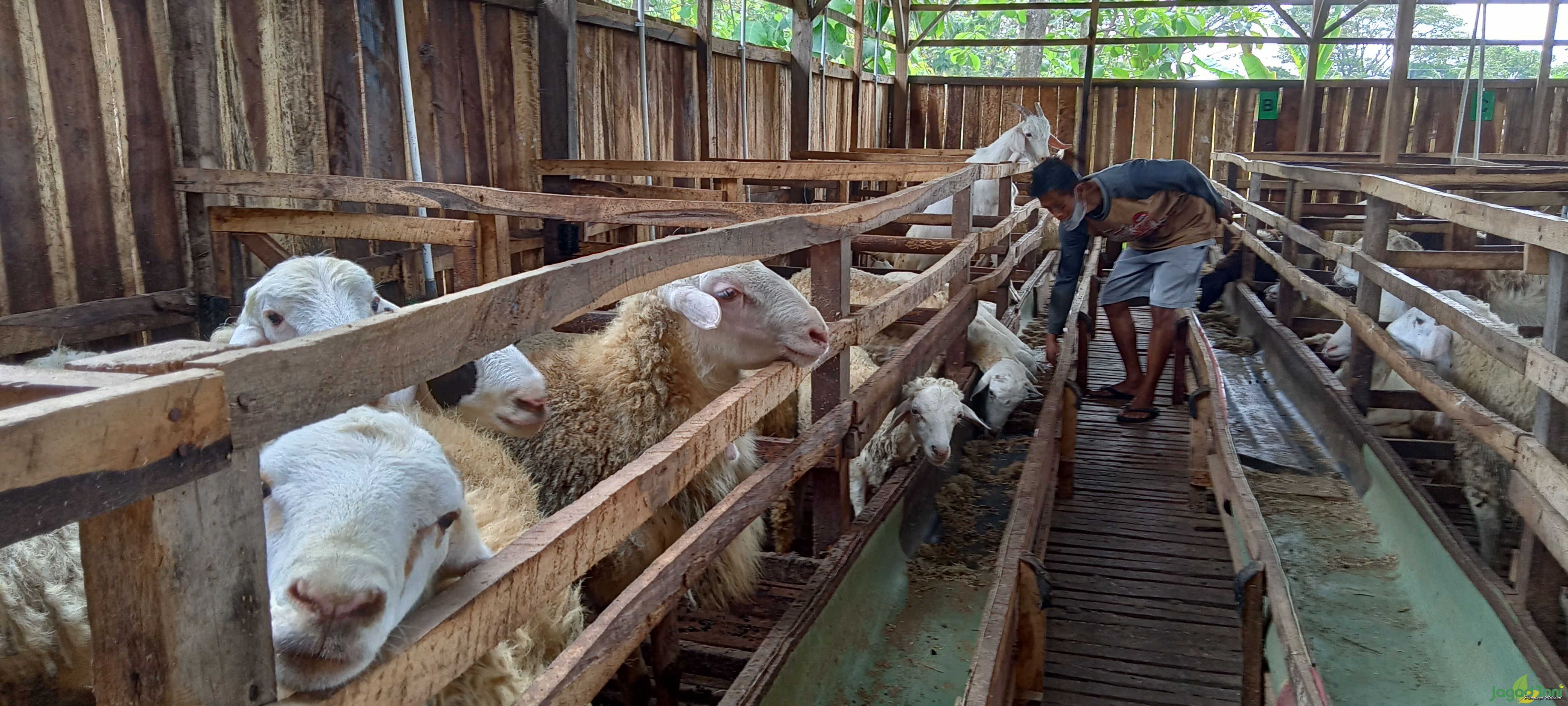 Peternak Domba dan Sapi Banjir Pesanan untuk Kurban