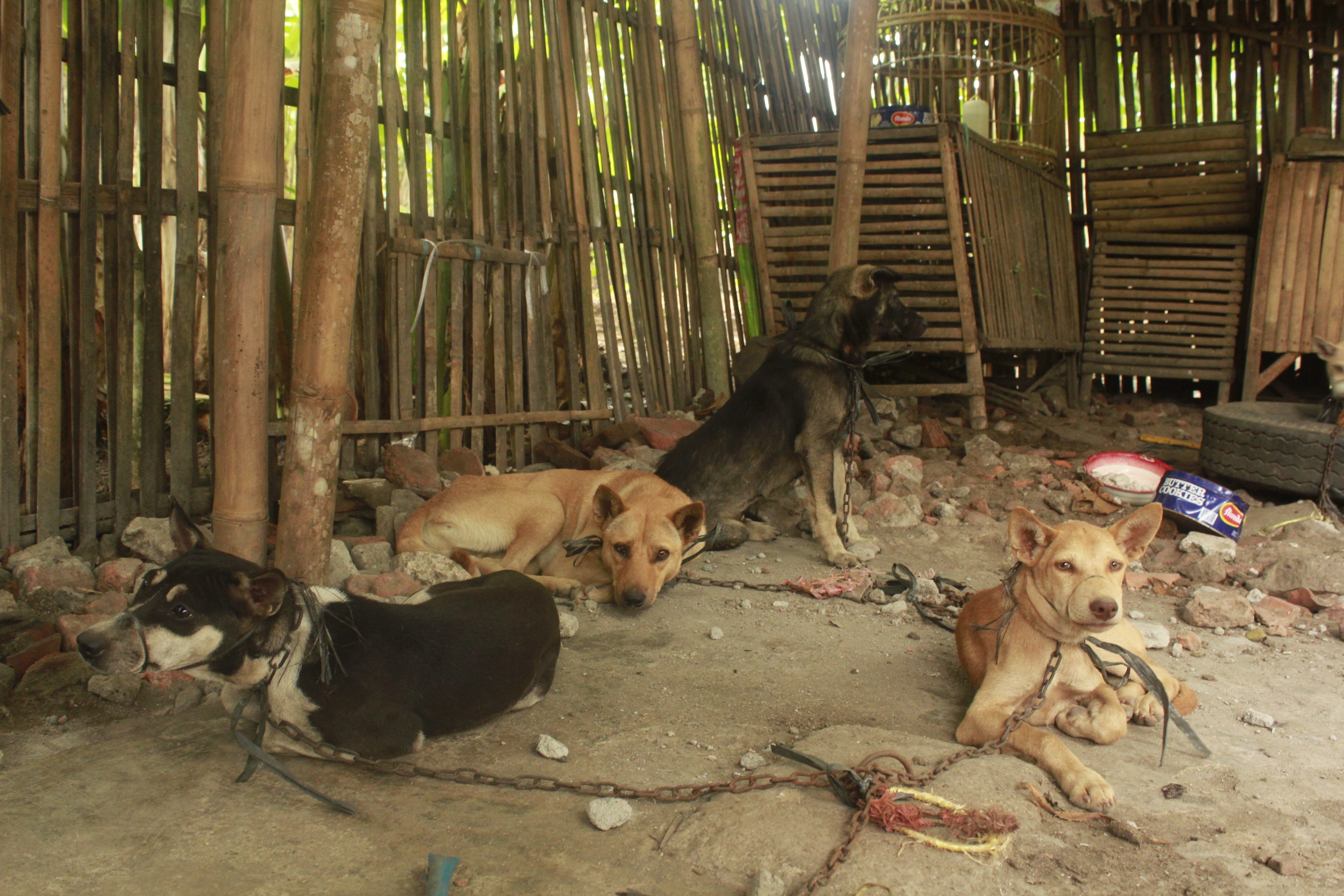 Semarang Larang Perdagangan Daging Anjing dan Kucing