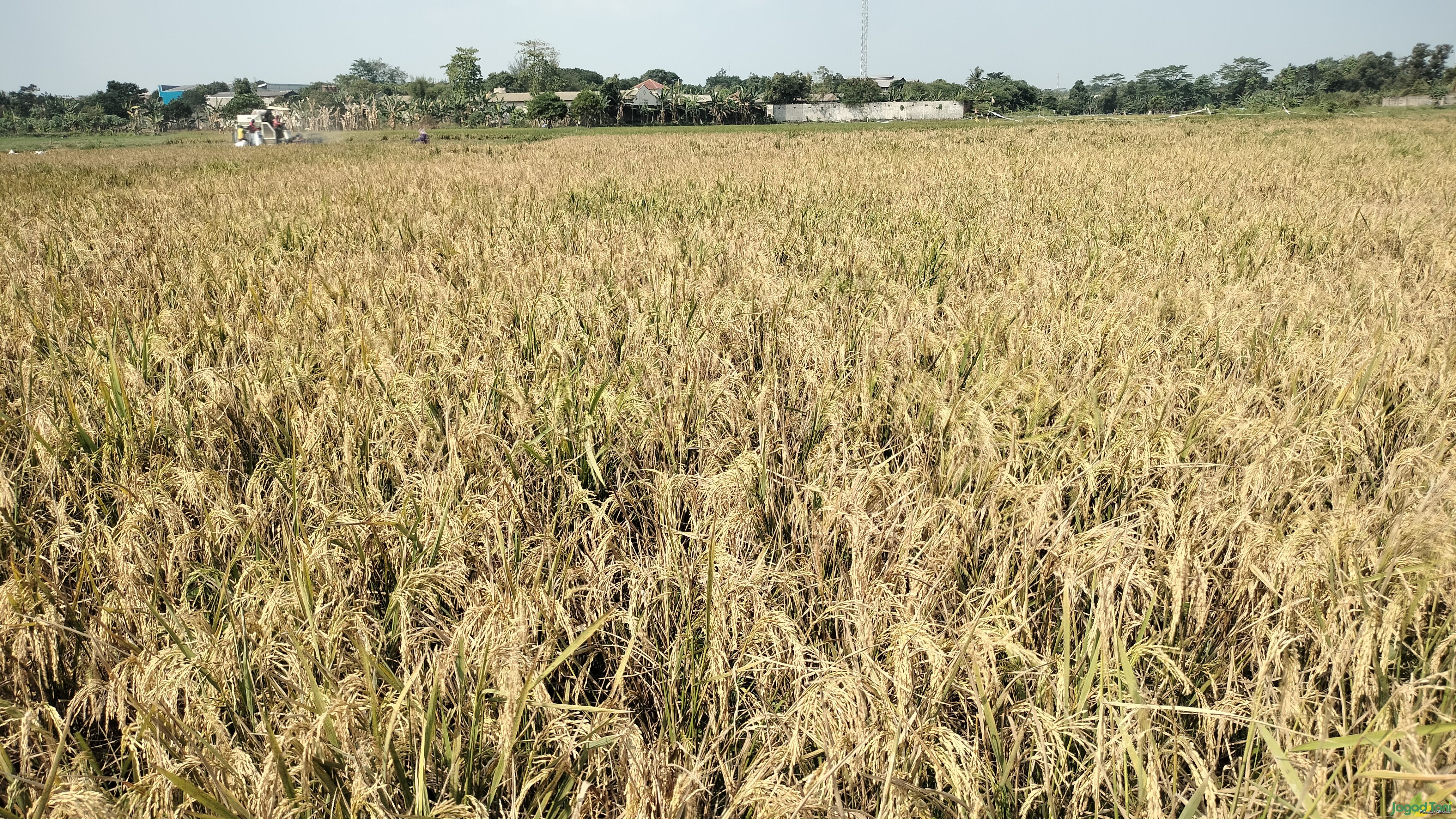 Masa panen padi di Bekasi 