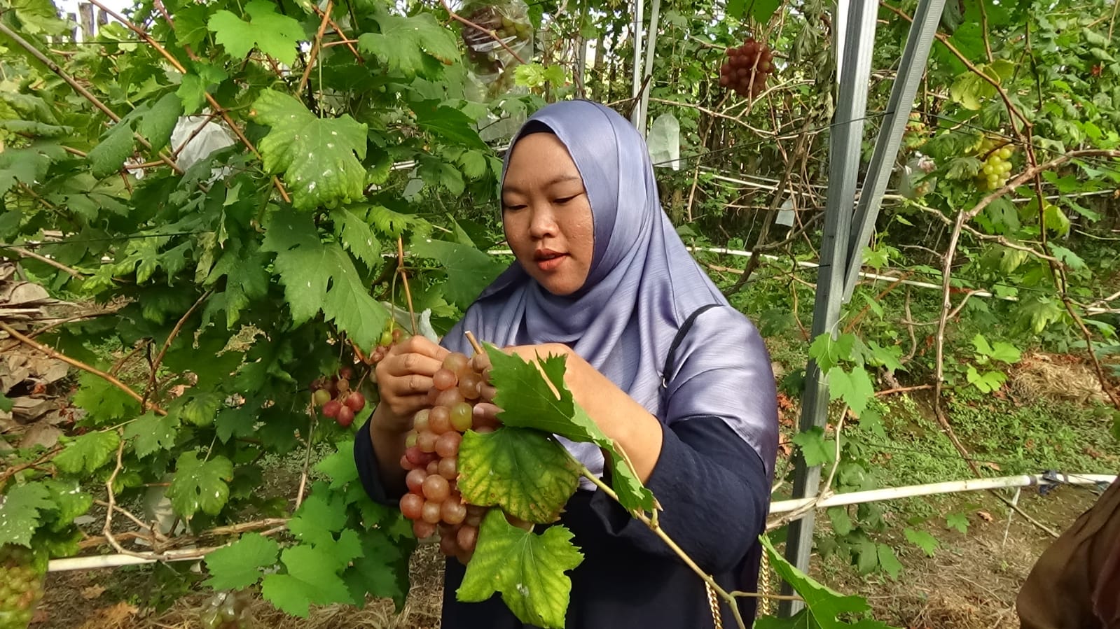 Pengunjung berwisata di kebun anggur milik Mursid di Jatinom, Klaten, Jawa Tengah 