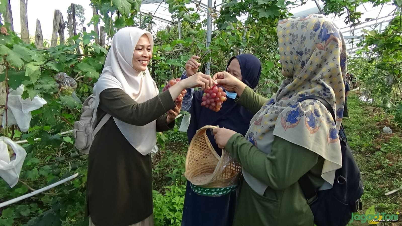 Pengunjung berwisata di kebun anggur milik Mursid di Jatinom, Klaten, Jawa Tengah