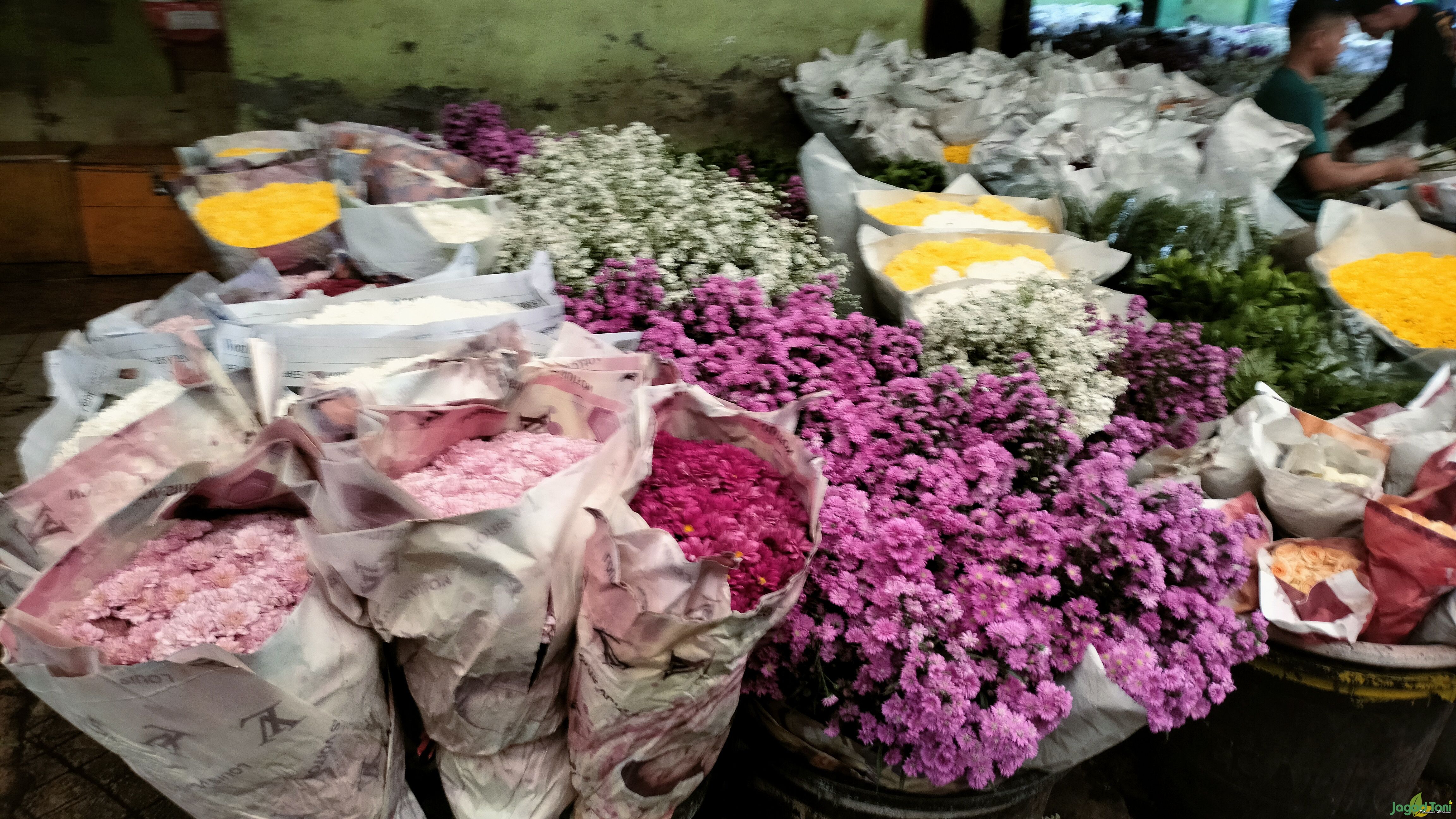 Bunga Cantik nan Wangi di Pasar Bunga - Rawa Belong