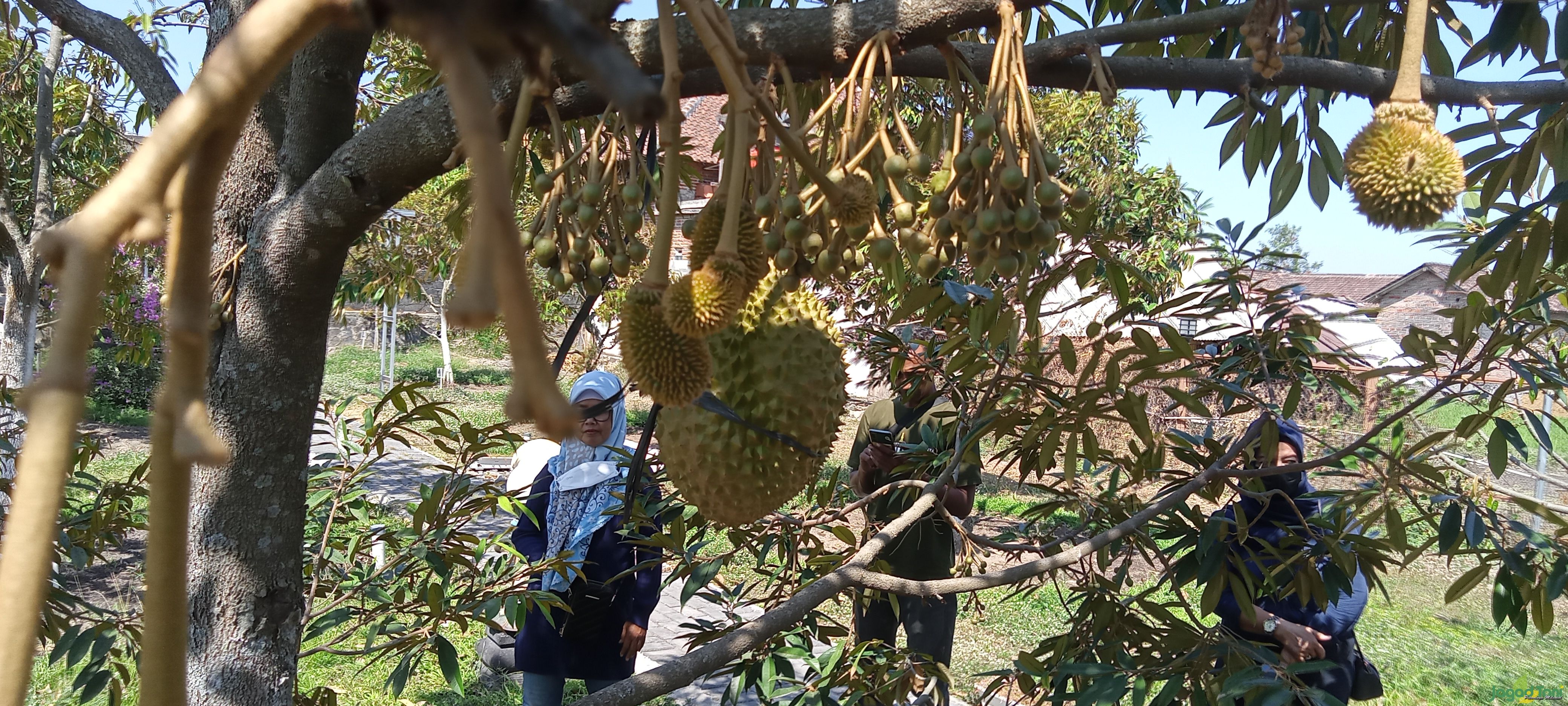 Budidaya Tanaman Durian