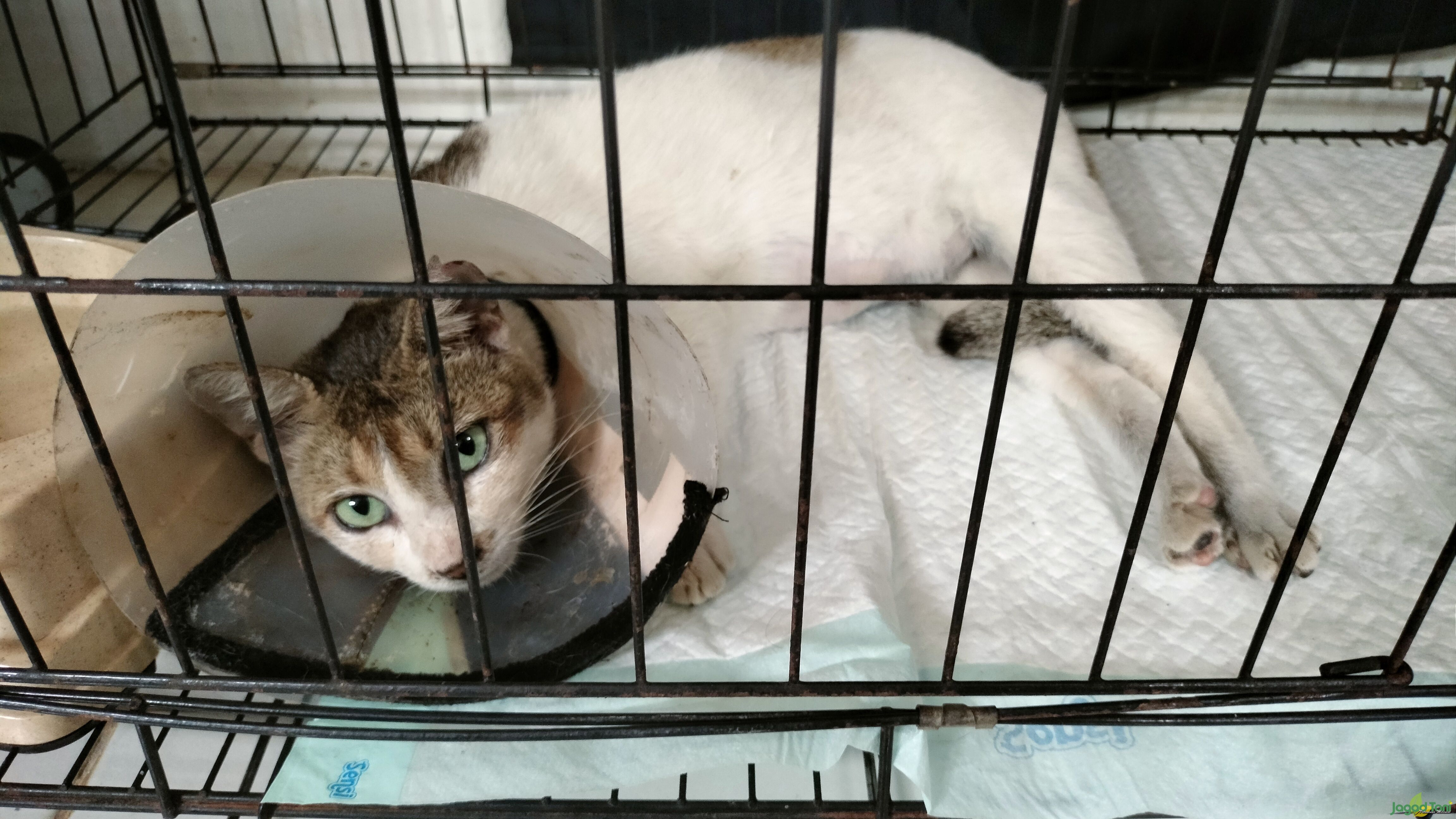 Kucing setelah steril di klinik JAAN Domestic 