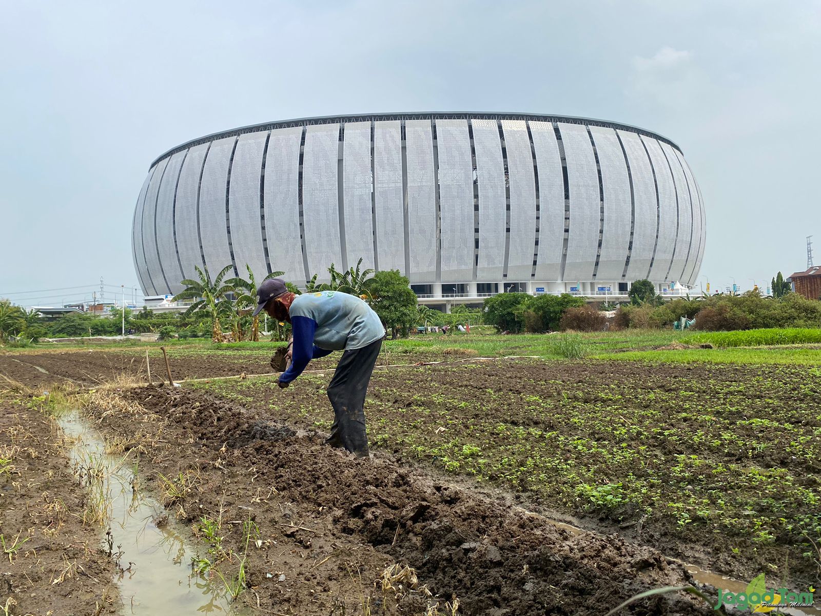 Bertani di sekitar Jakarta International Stadium 