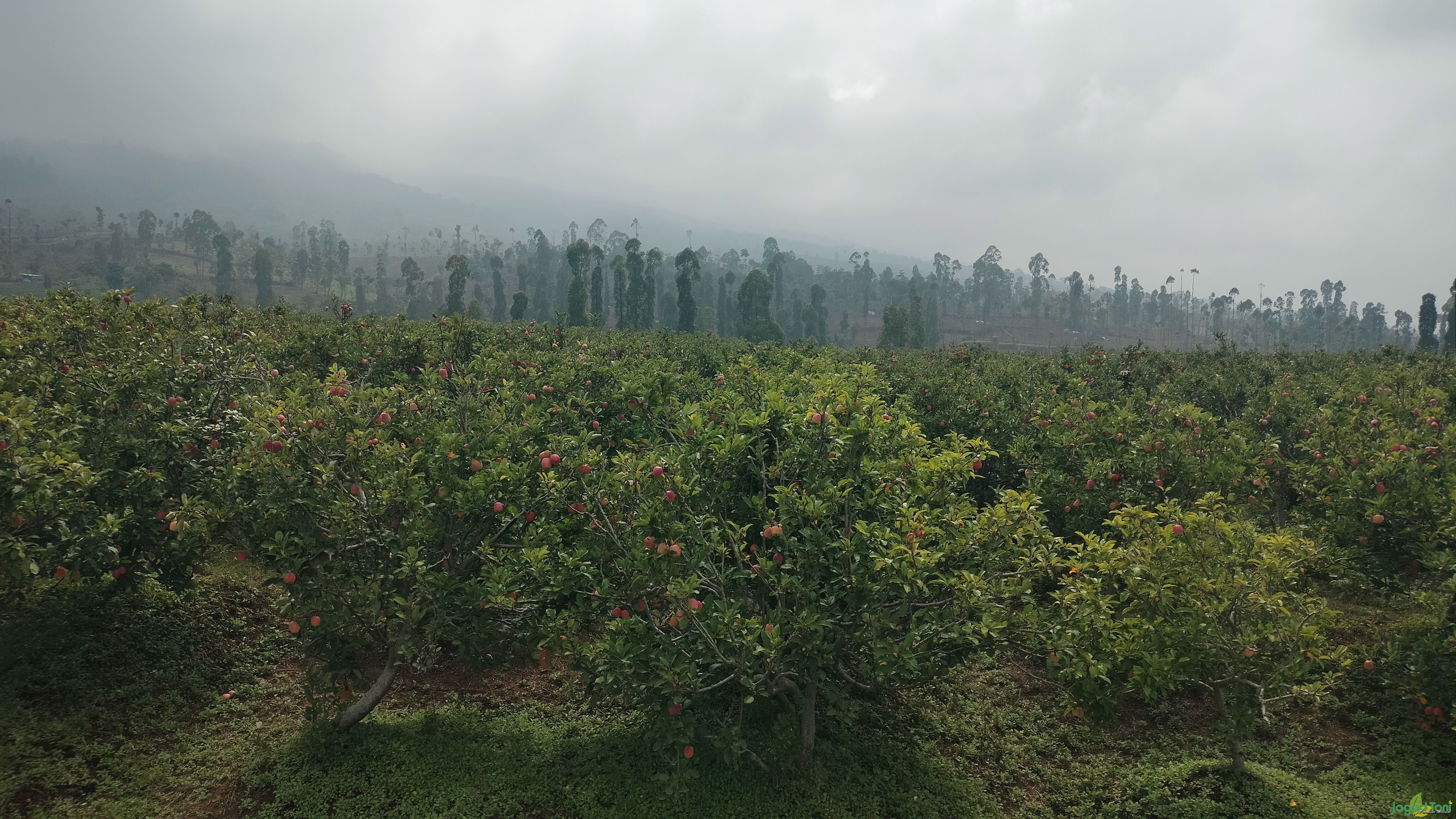 Perkebunan buah Apel di Kota Batu, Malang Raya 