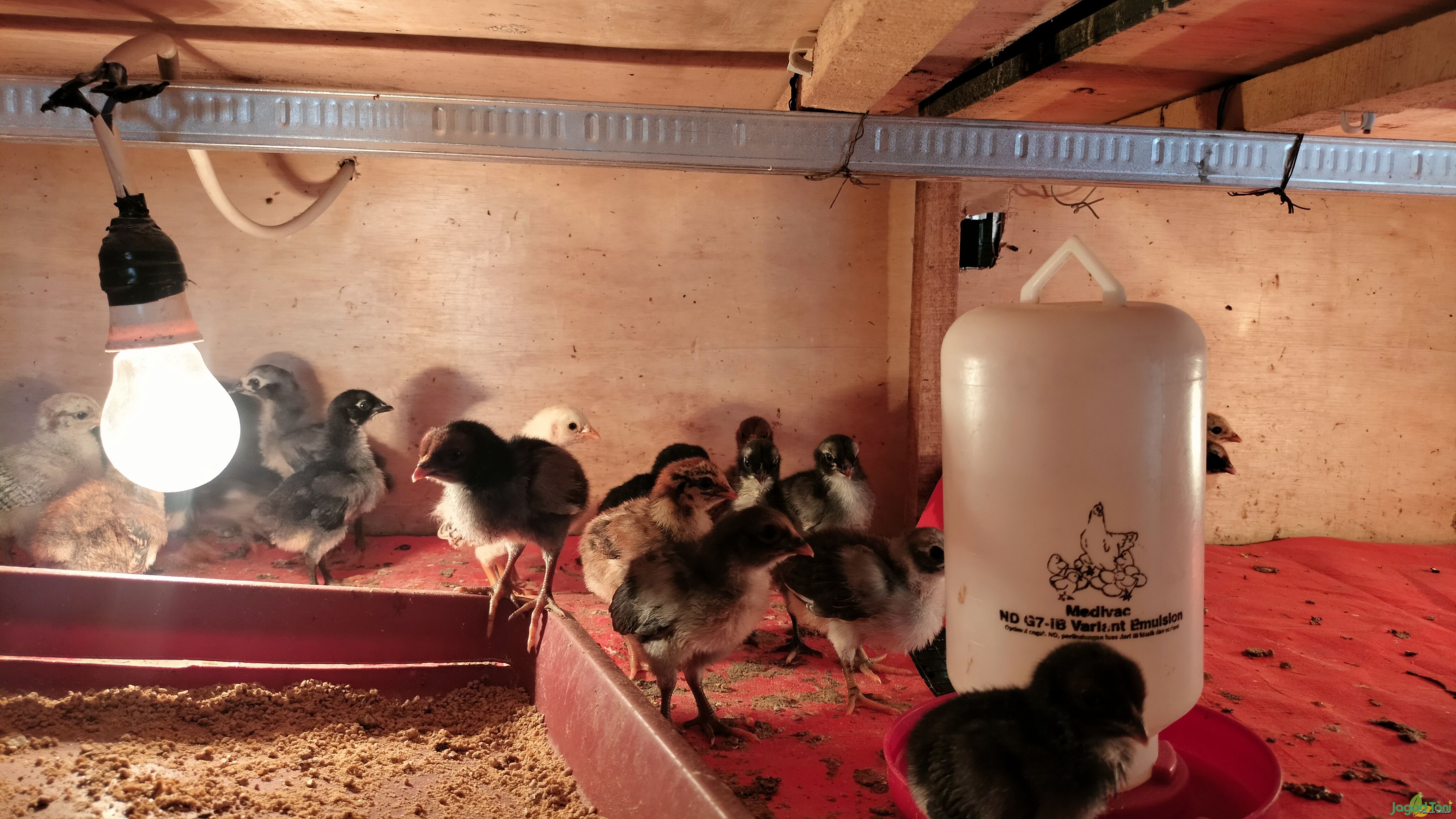 Anak ayam di Holly Farm 