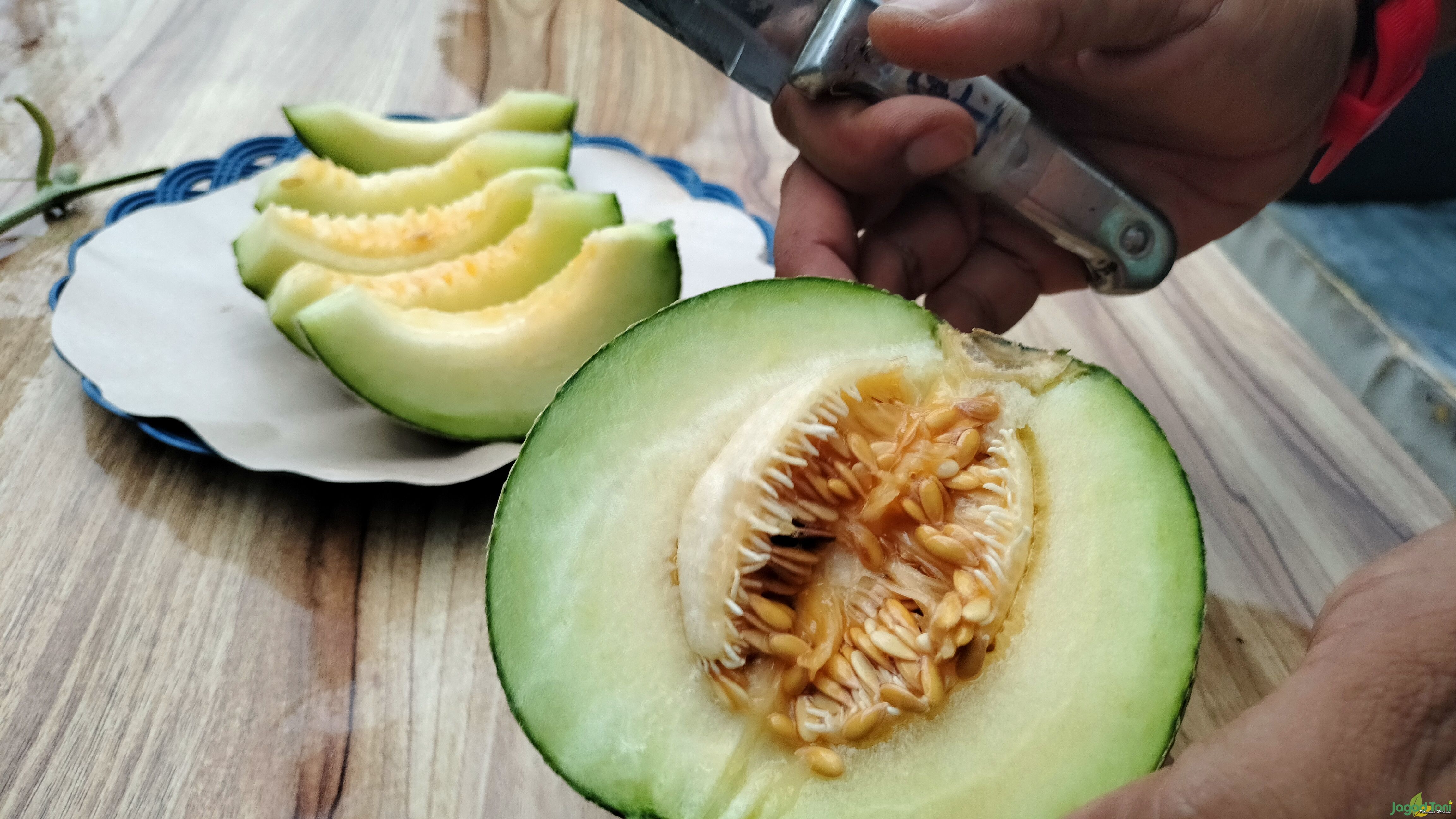 Buah melon import hasil budidaya di Mas Miracle Farm 