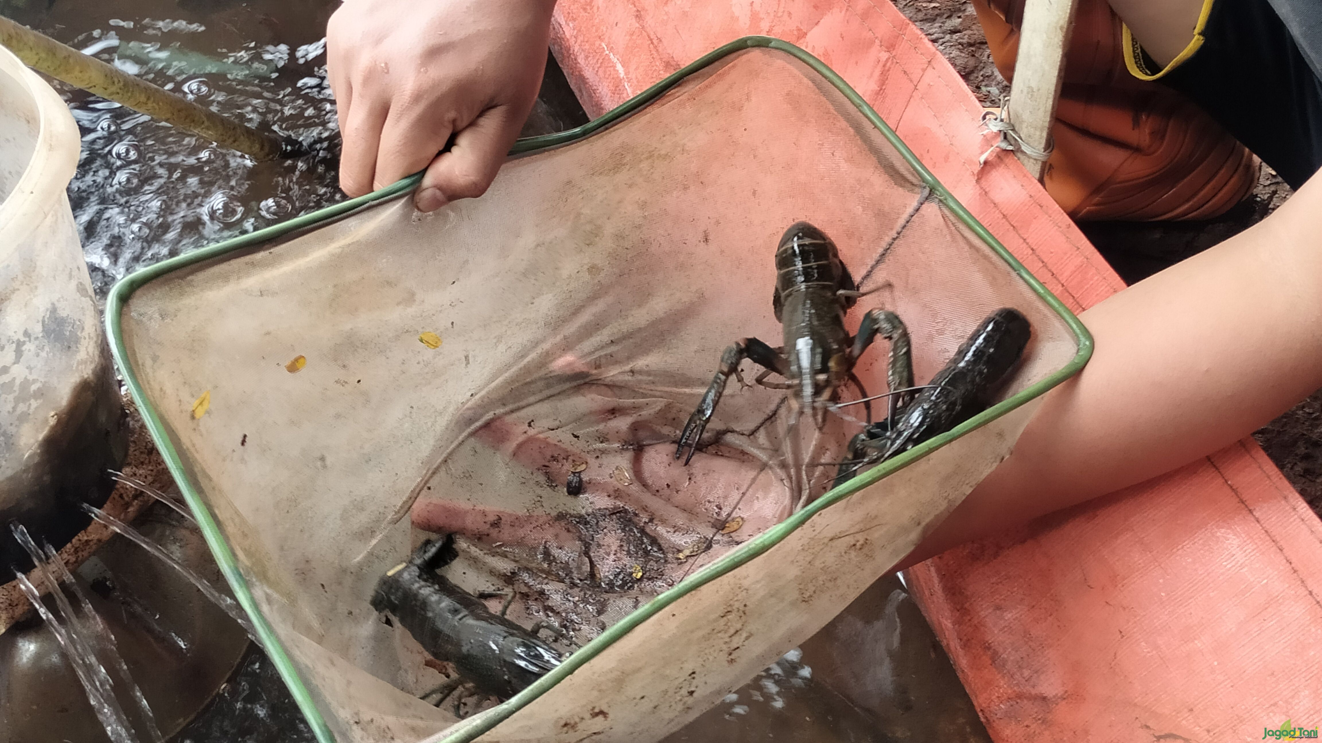 Lobster Air Tawar di lobster Balap 
