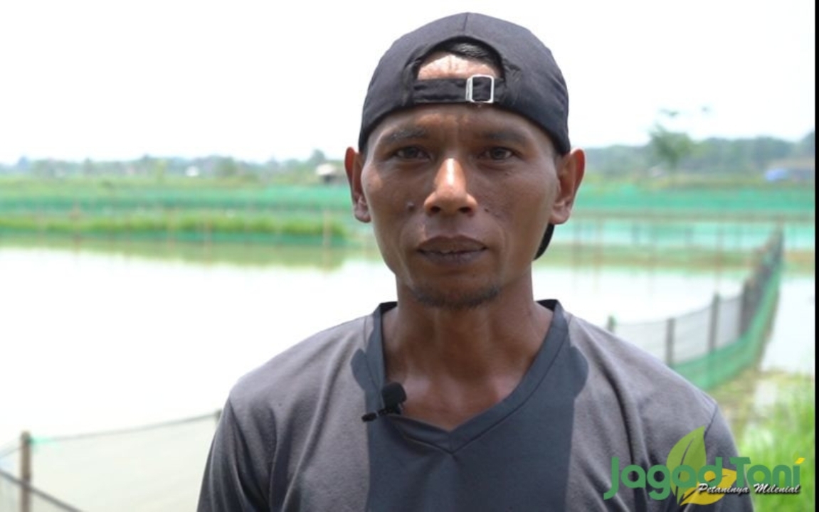 Pian Setiawan menerapkan budidaya ikan Mas Koki pada media empang 