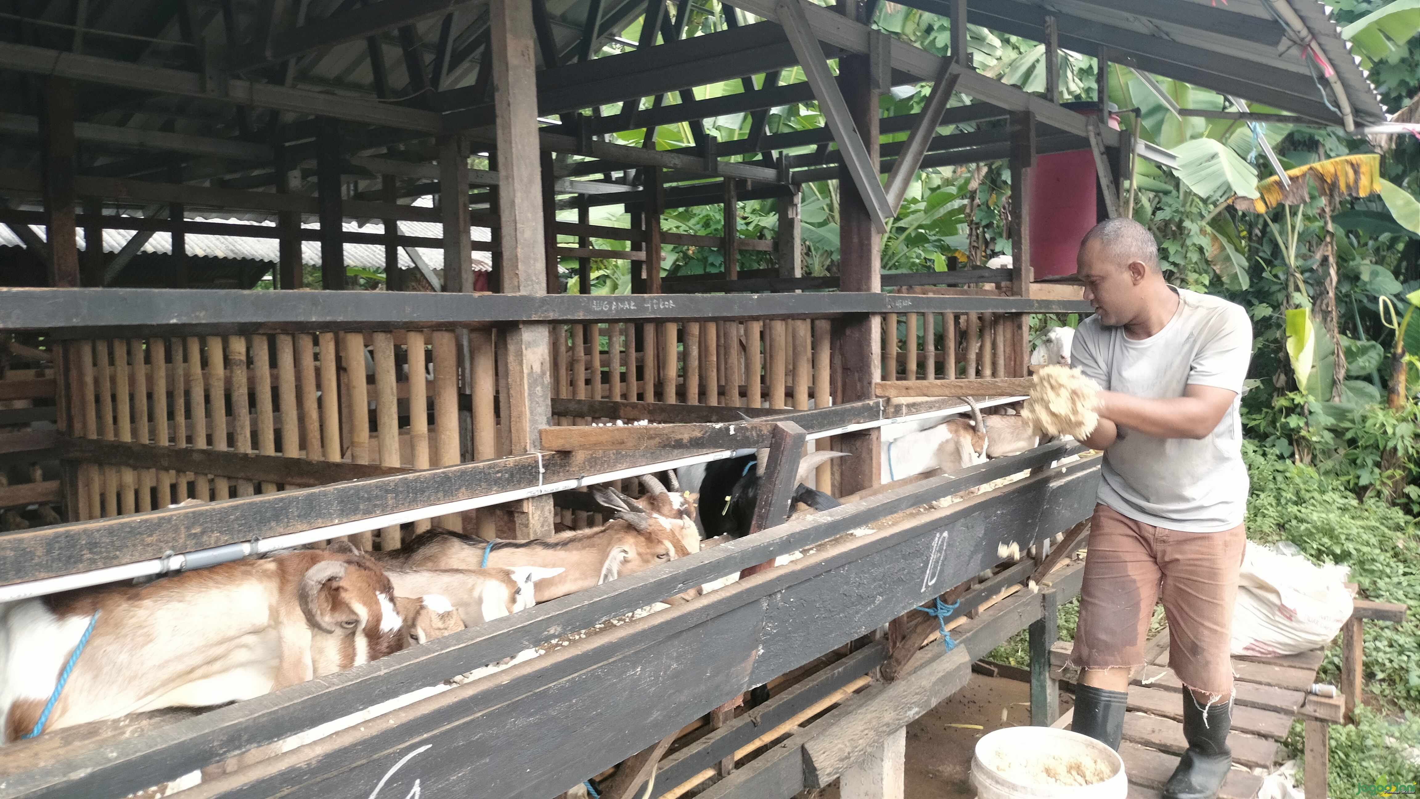 Pakan menjadi kunci dalam menghasilkan susu kambing berkualitas 