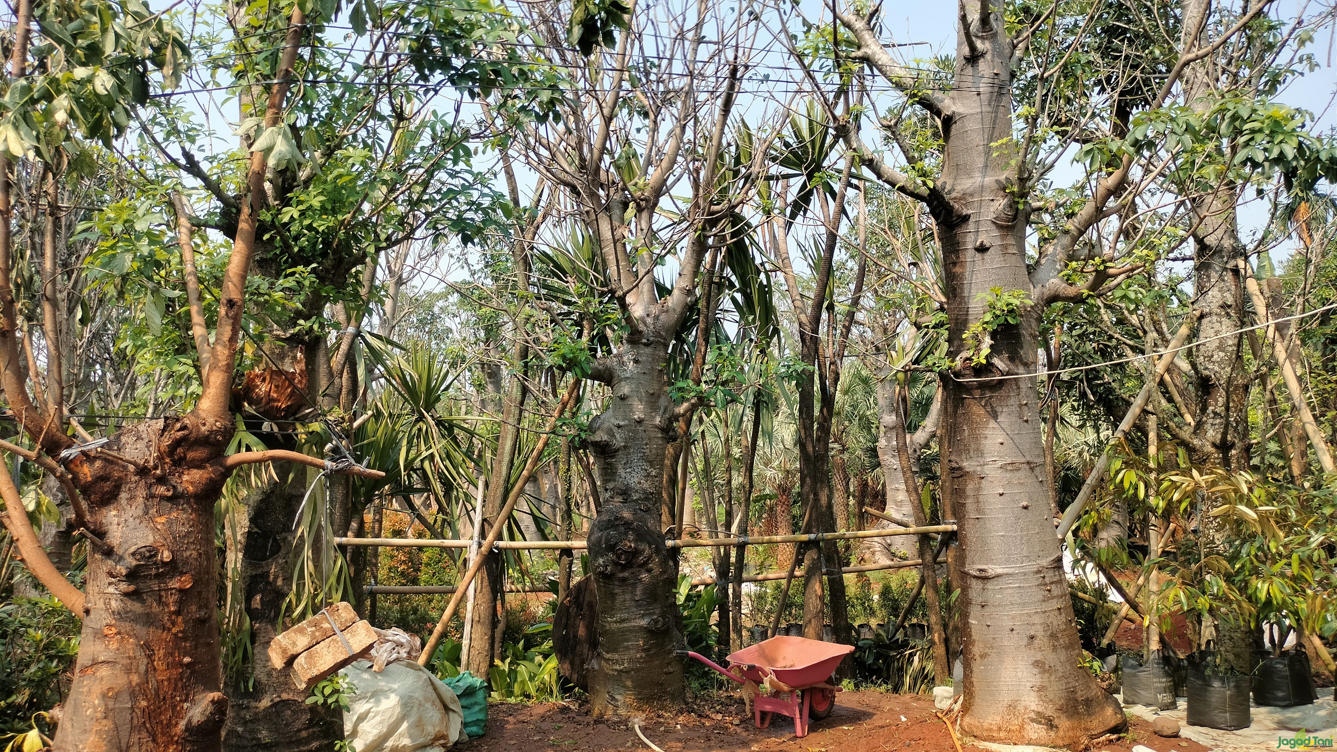 Pohon Baobab