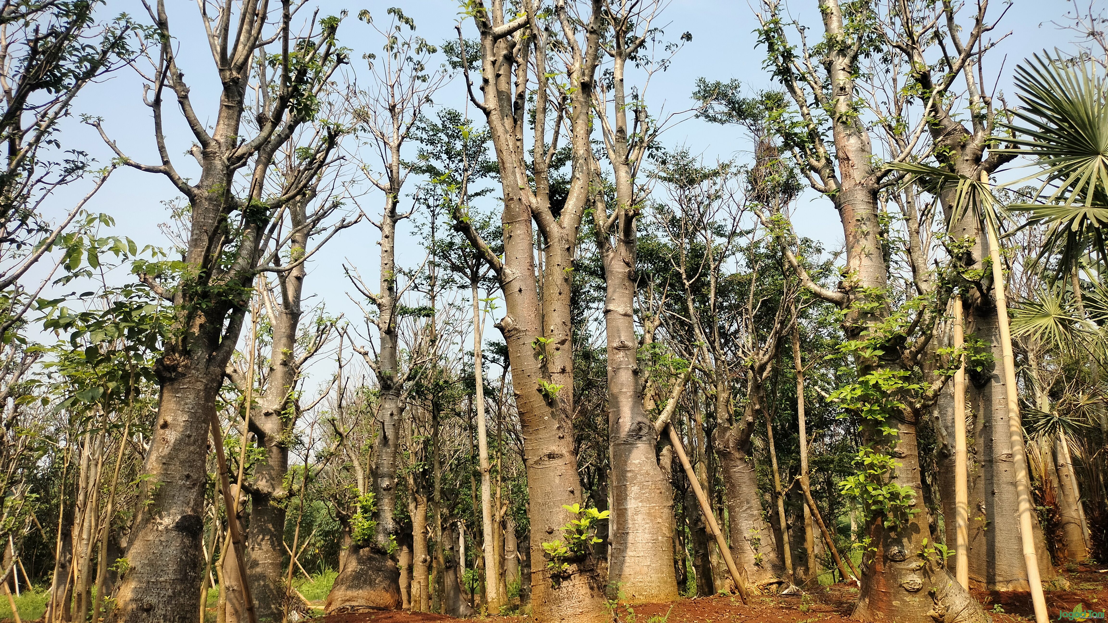 Pohon kali gajah