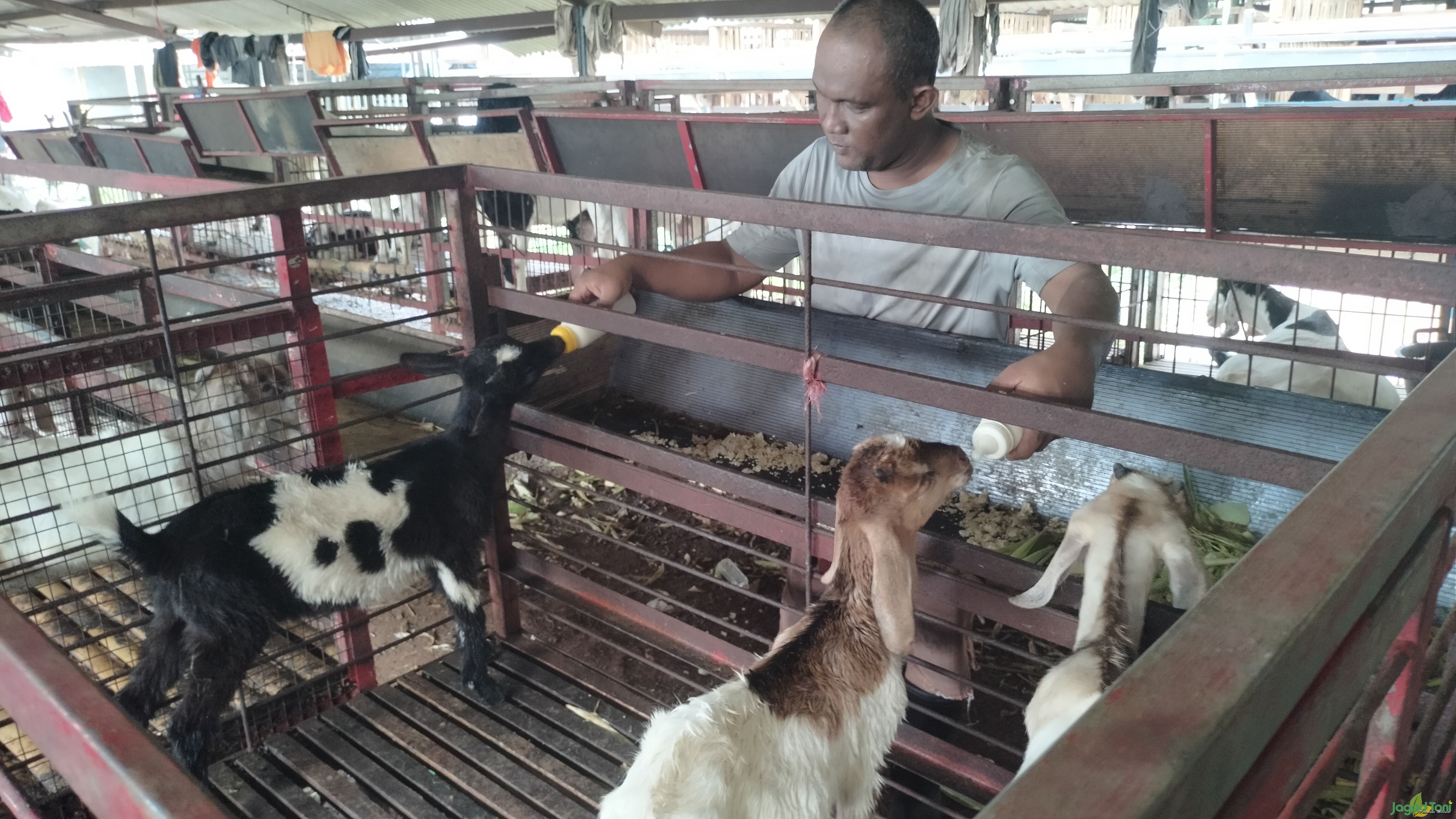 Pemberian susu pada anak kambing di MZ Farm 