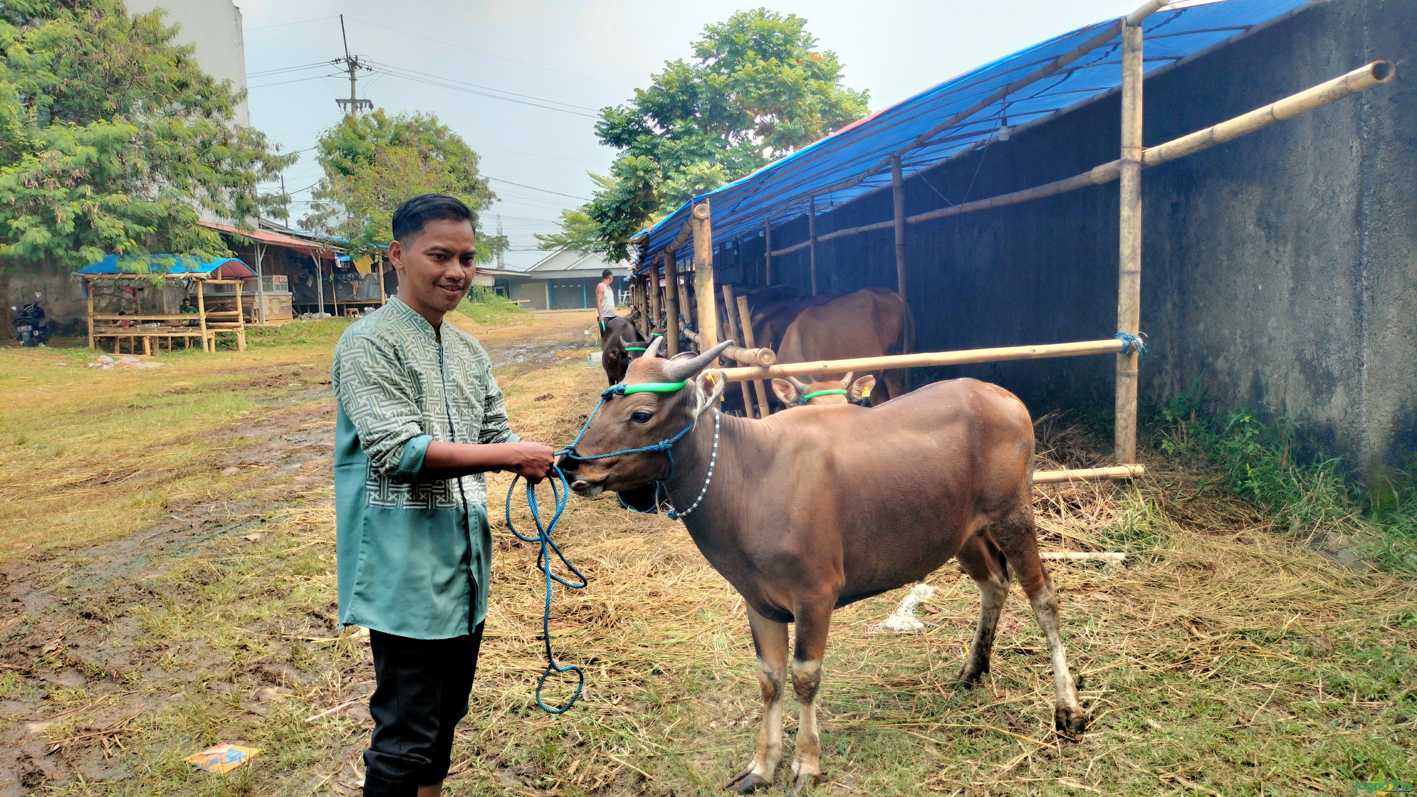 Sahrul Hidayat menyediakan sapi ekonomis seharga Rp12 juta