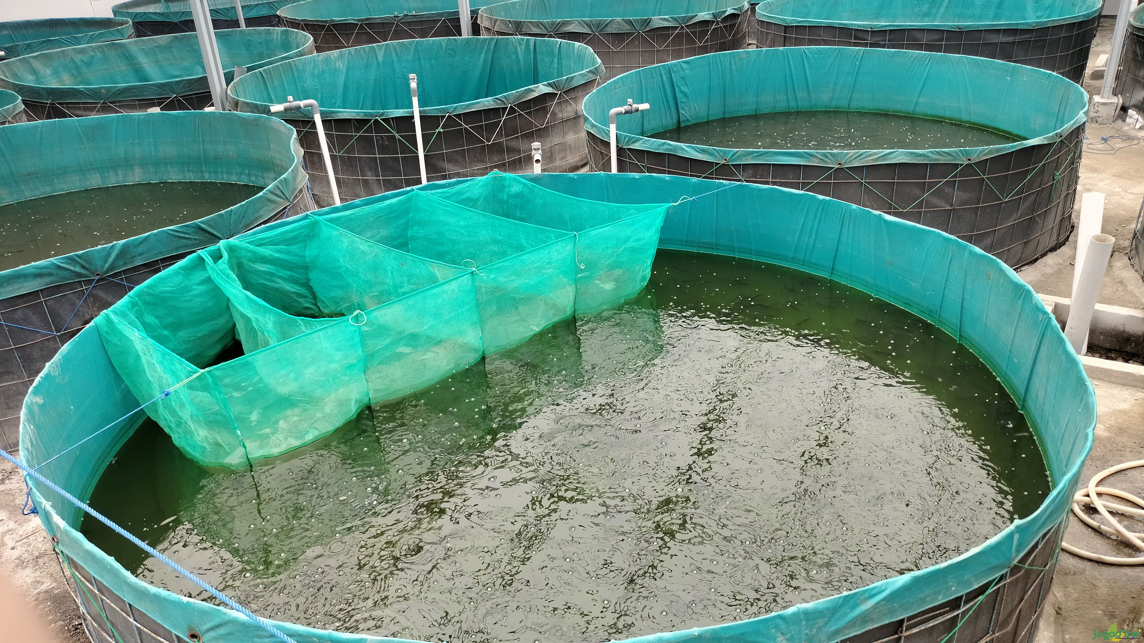 Kolam bio flok ikan Lele di Julakan Fish Farm 