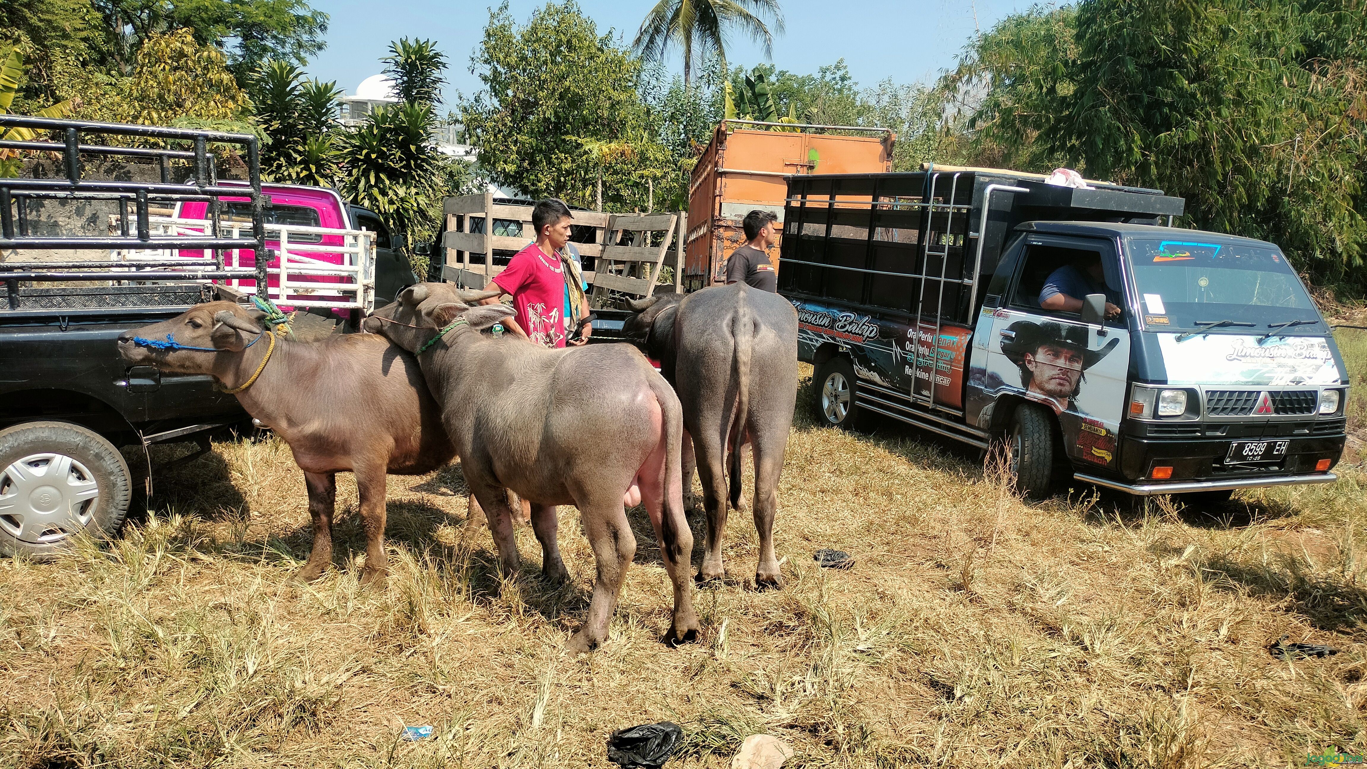 Kerbau hewan ternak yang dijual di Pasar Hewan Jonggol 