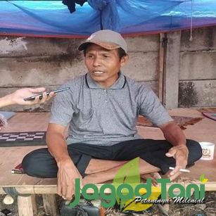 Mansyur pedagang sapi musiman 