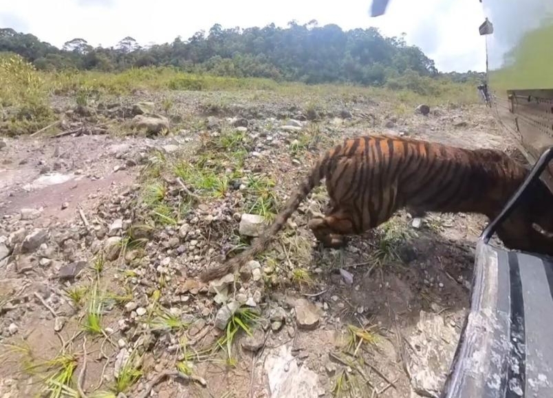 Pelepasan Putih Malabin Harimau Sumatera betina