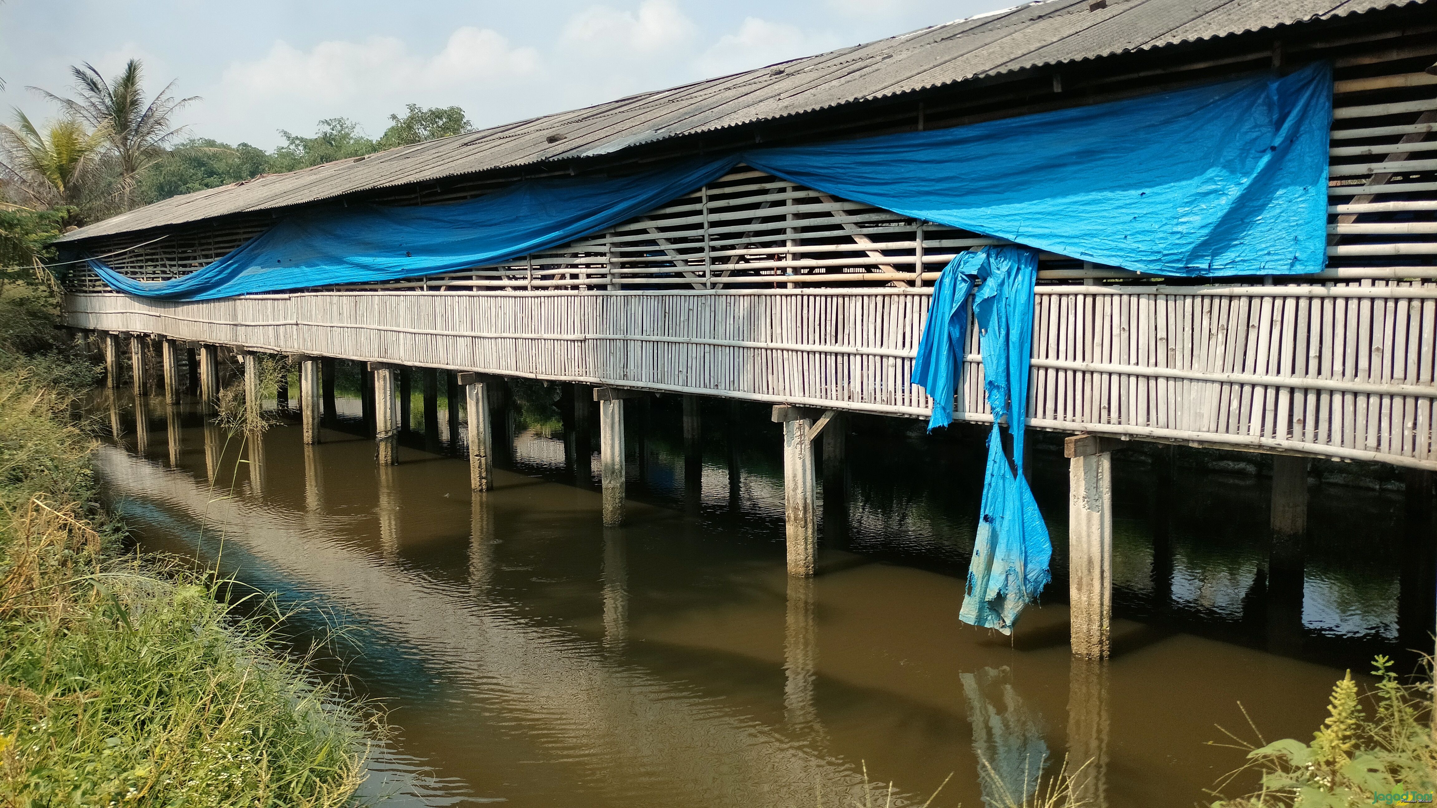 Integrated Farming diterapkan pada peternakan Raja Lele Jumbo 