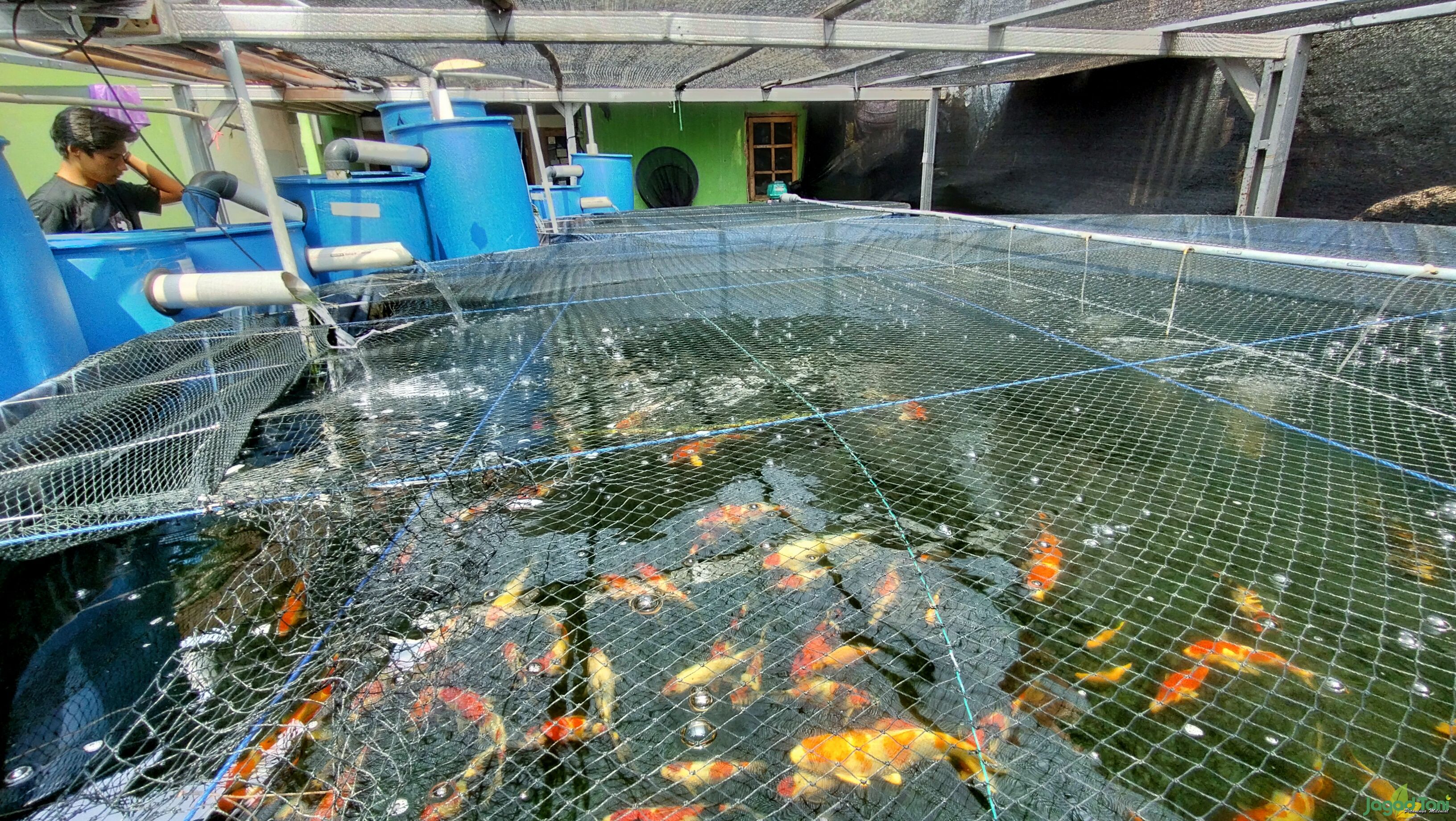 Ikan Koi Murah menggunakan kolam terpal