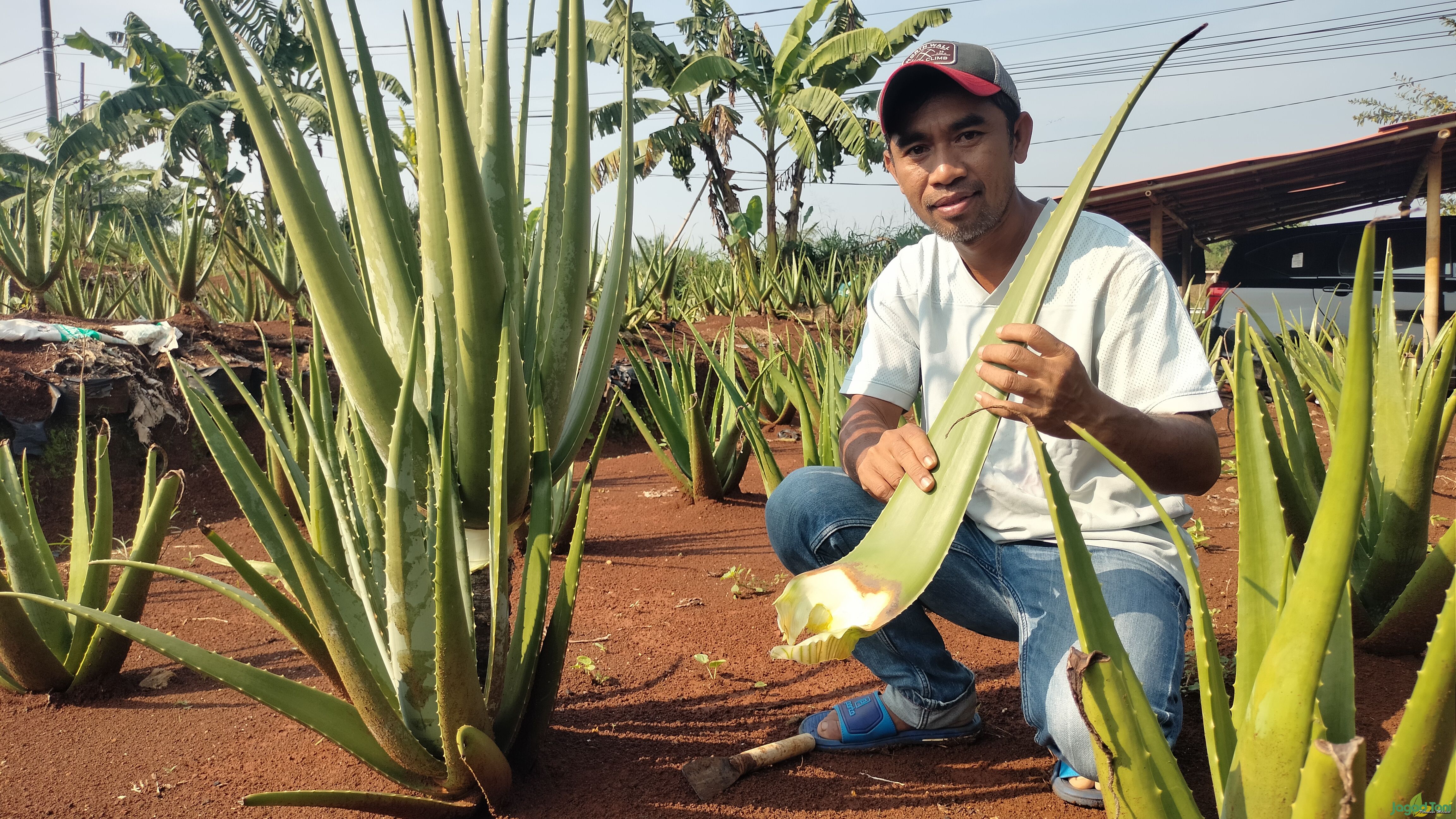 Irwanto pemilik Kebun Lidah Buaya Herbavera X Suren 