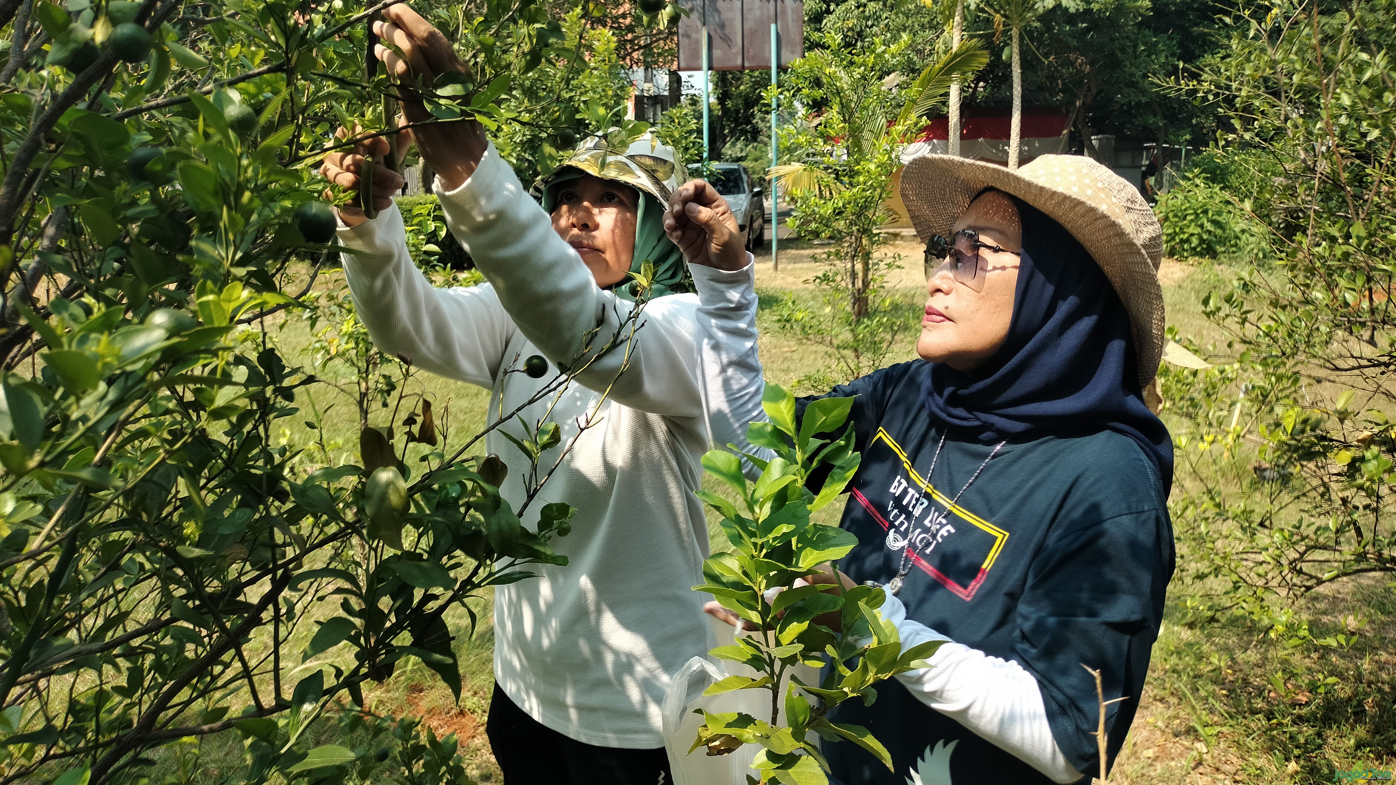 Kelompok Tani Mekar Permai sedang memanen lemon cui 