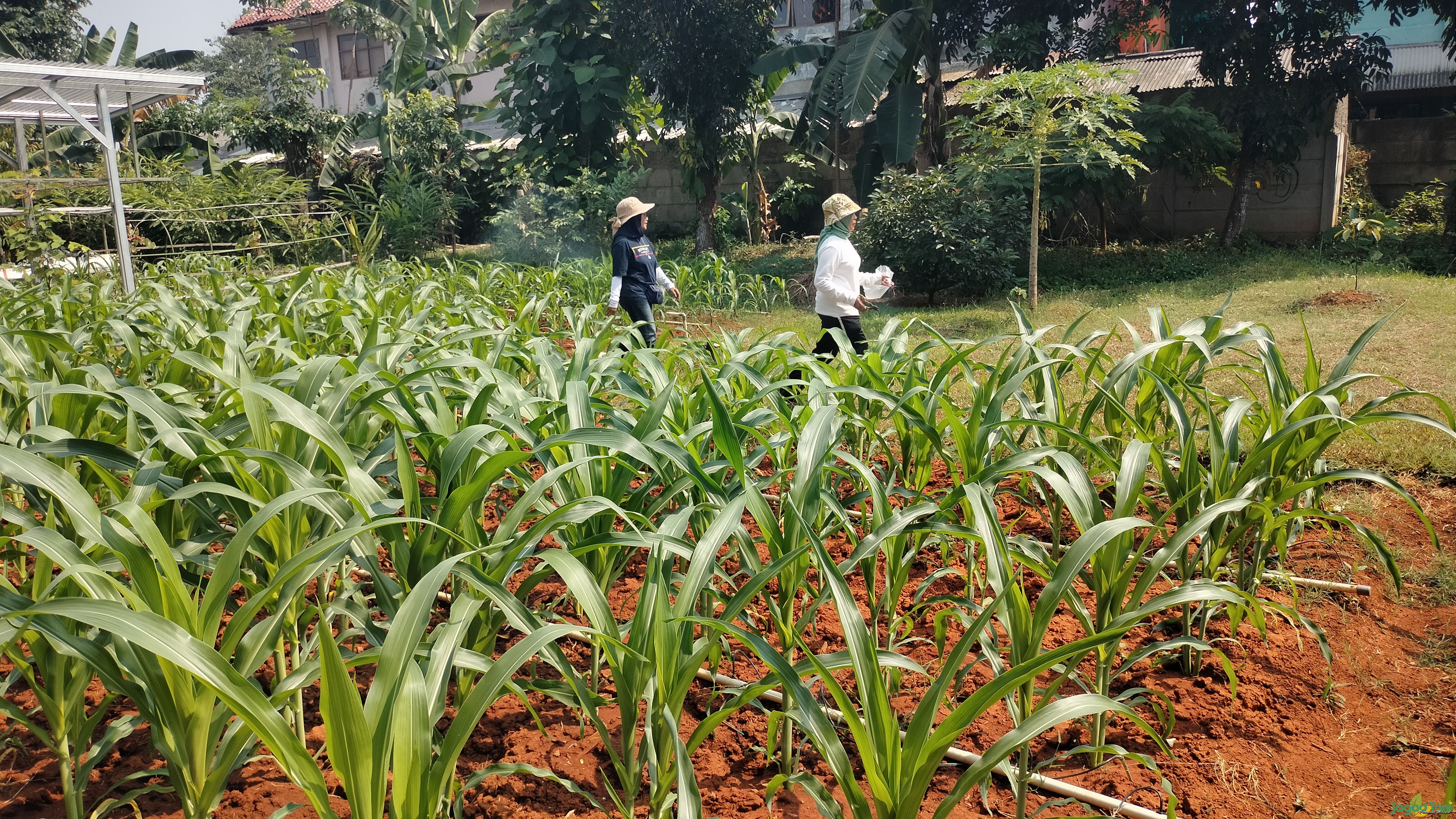 Tanaman jagung milik poktan Mekar Permai 