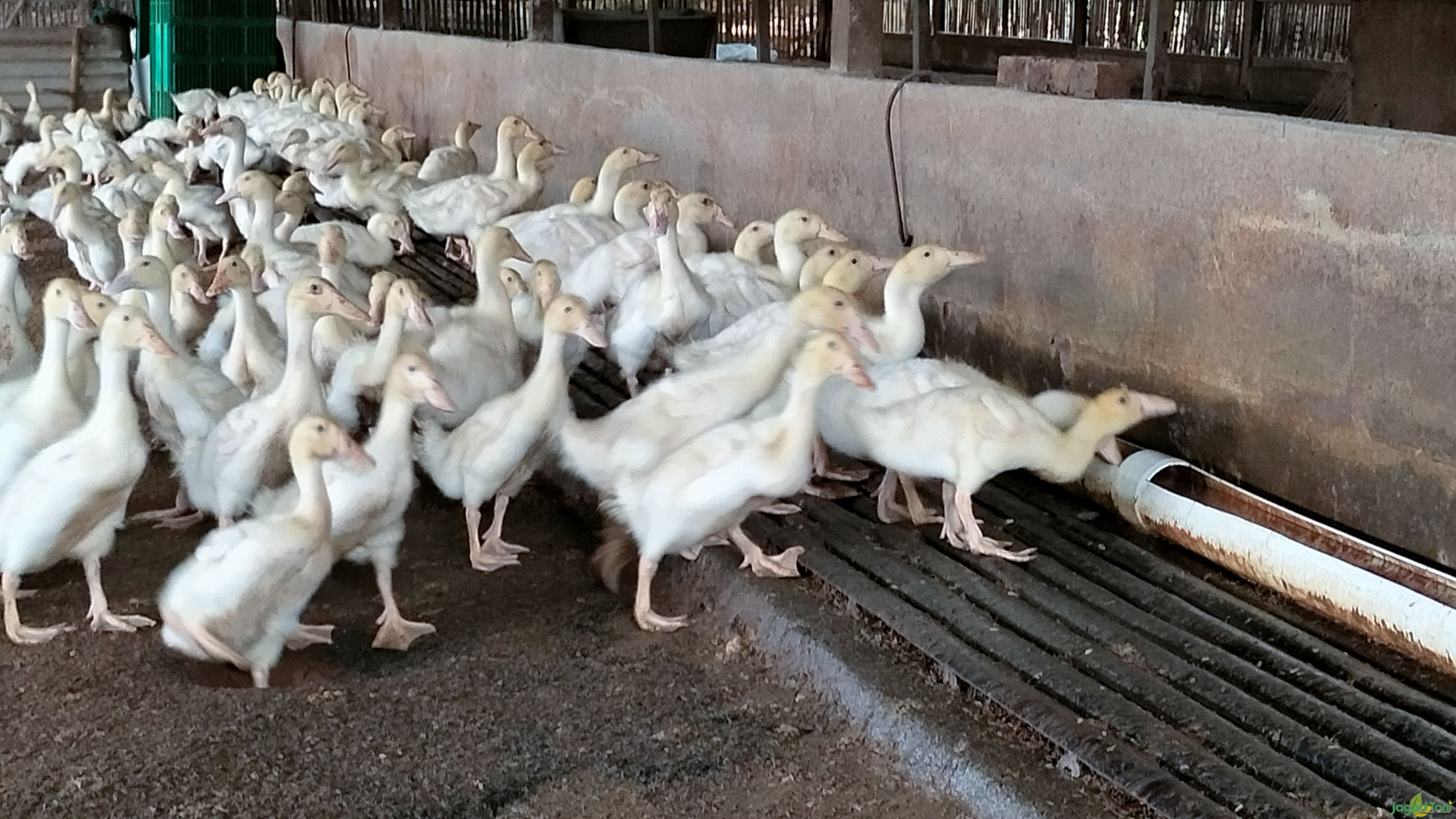 Menjaga air minum bagi Bebek Hibrida 