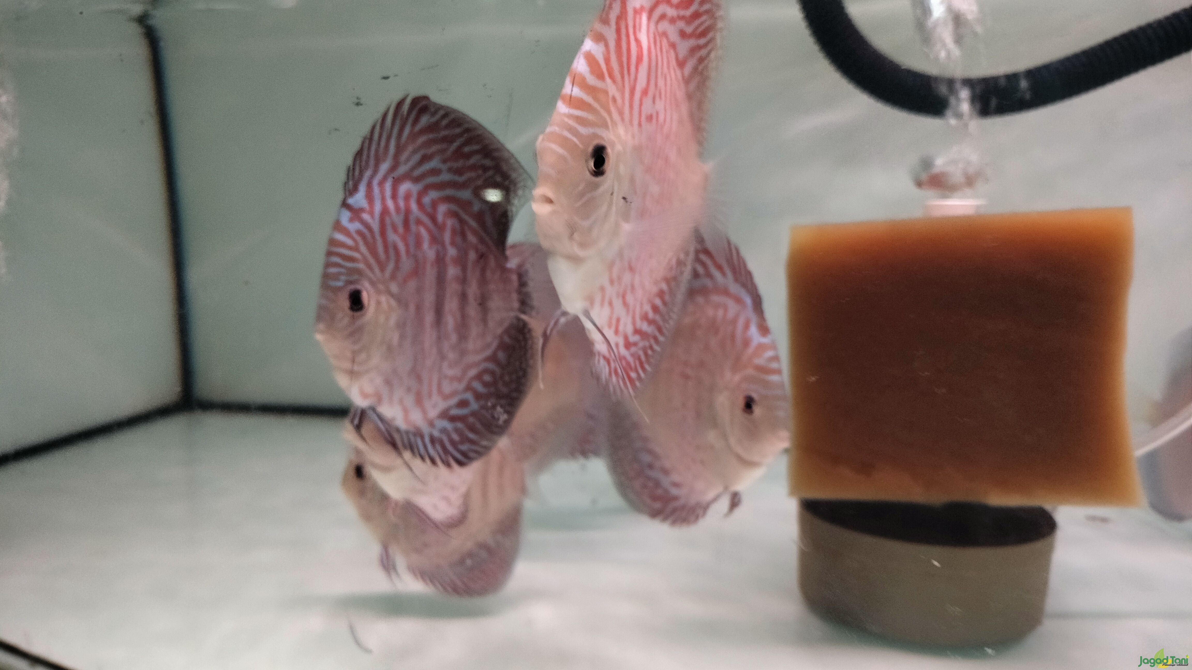 Ikan discus di Kharisma Discus 