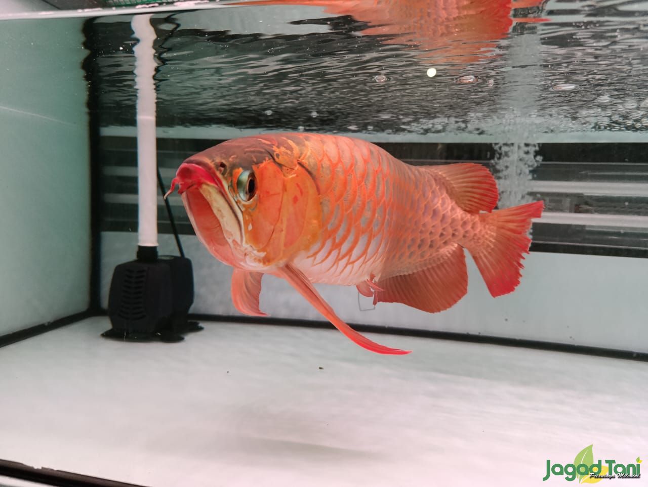 Ikan Arwana Super Red di Amerta Aquatic 