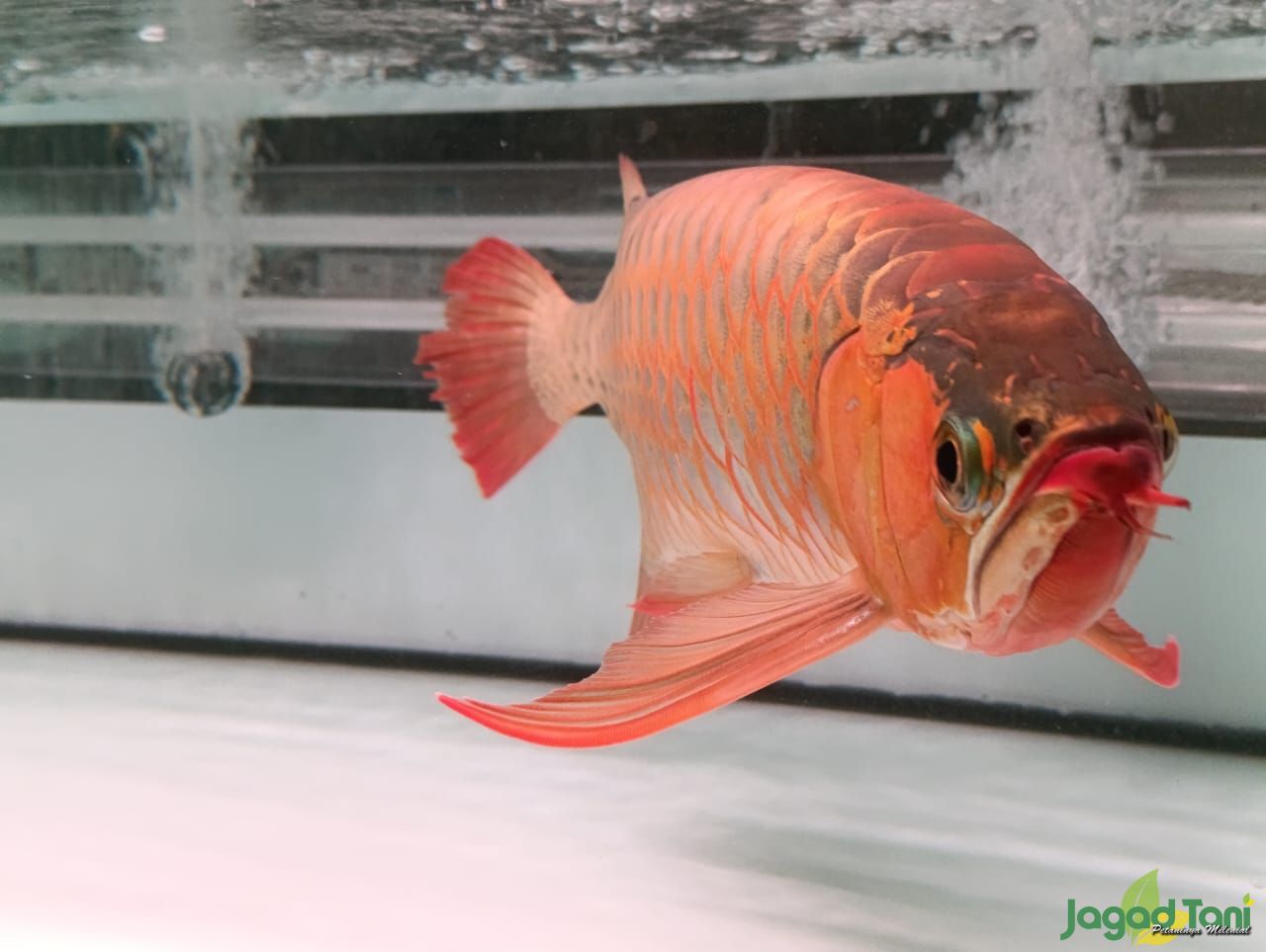 Ikan Arwana Super Red di Amerta Aquatic 