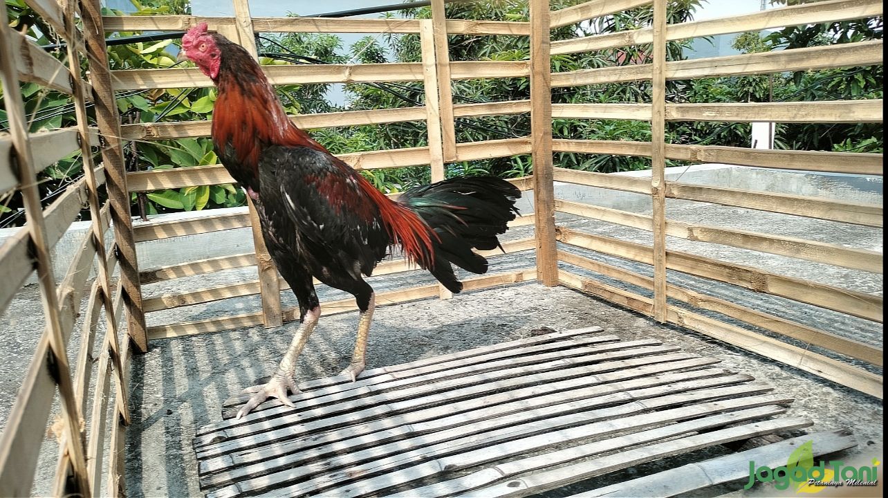 Persiapan ayam kontes menjadi bekal dalam berlaga