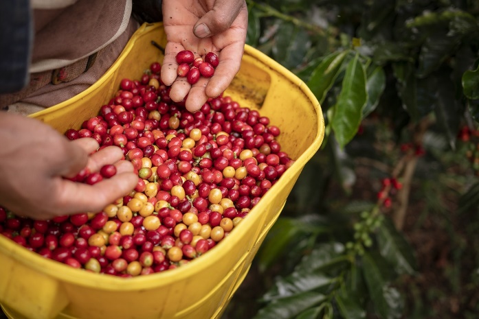 Sejarah Kopi di dunia