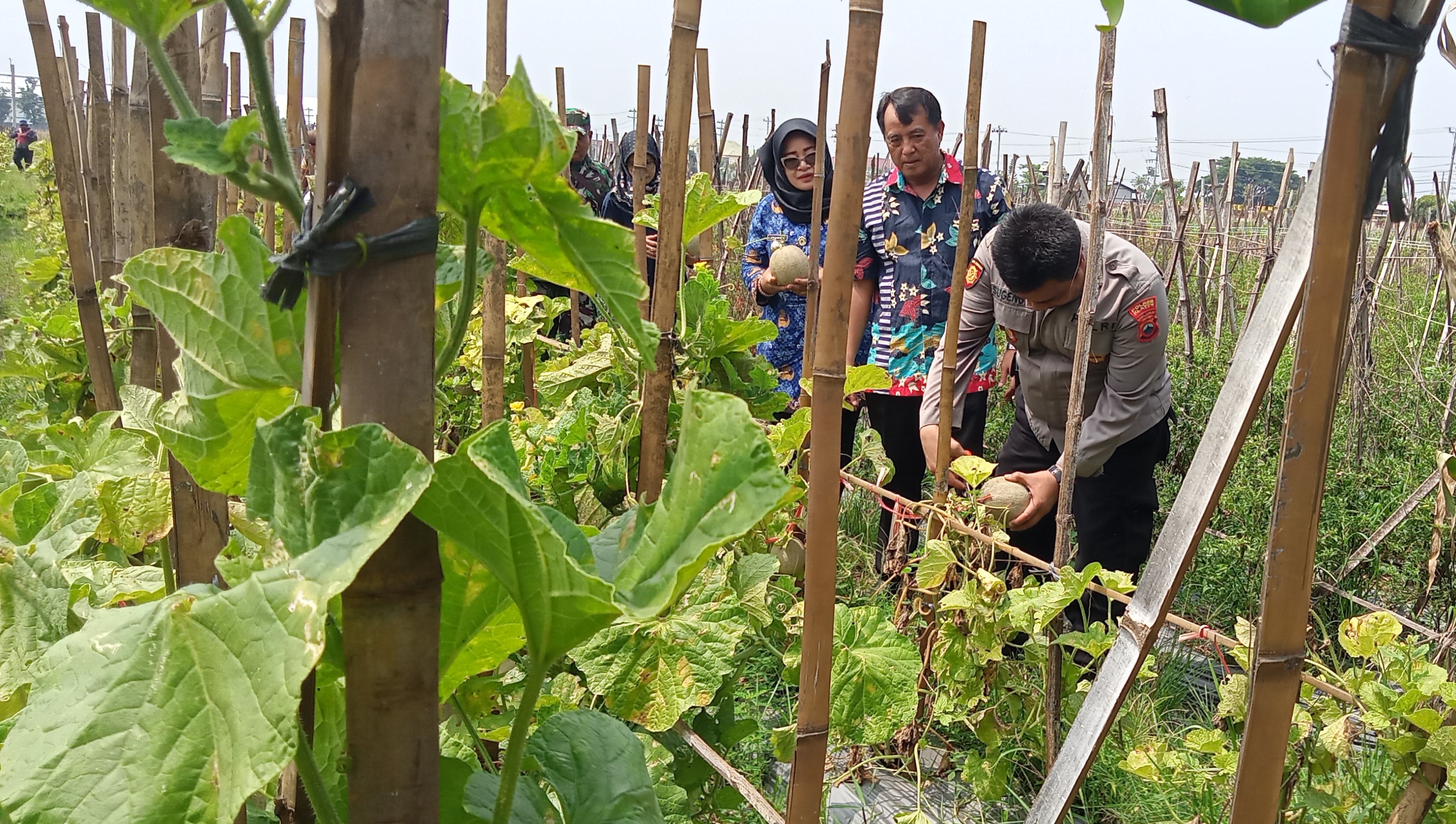 Panen raya melon di Desa Karanganom, Kecamatan Klaten Utara, Kabupaten Klaten, Jawa Tengah