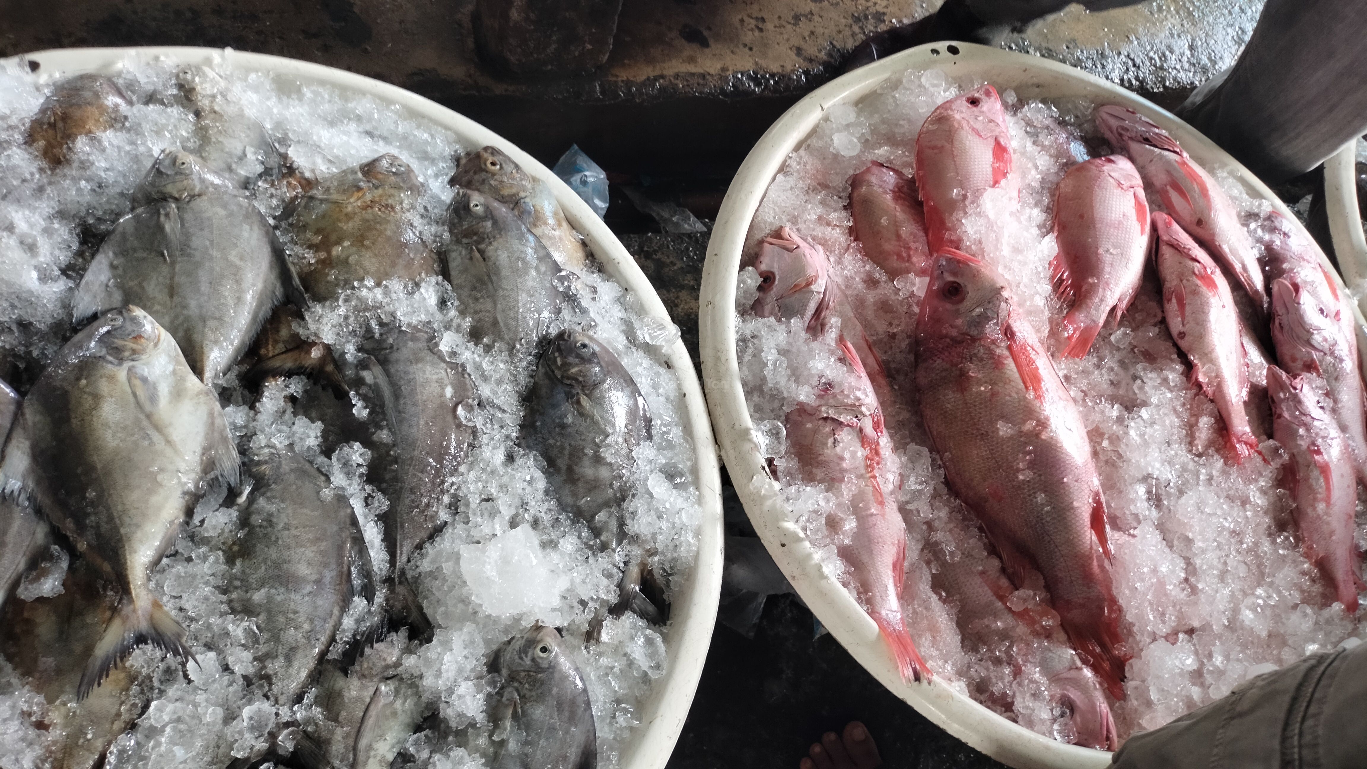 Harga Ikan laut di Muara Angke 