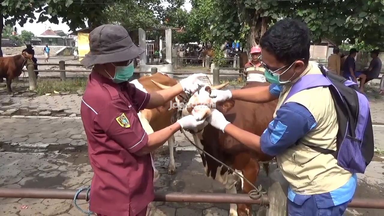 Pemeriksaan kesehatan sapi di pasar hewan Prambanan, Klaten, Jawa Tengah