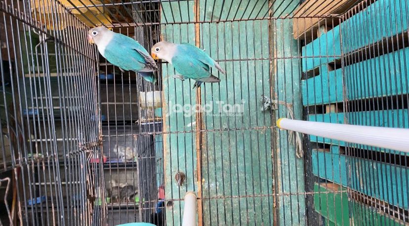Harga lovebird 2025 Harga lovebird 2025