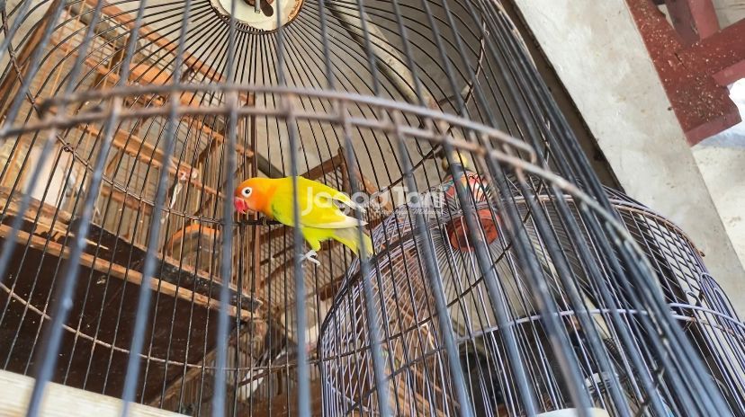 Burung lovebird Burung lovebird