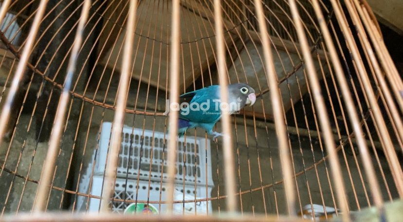 Lovebird di pasar burung Pramuka Lovebird di pasar burung Pramuka