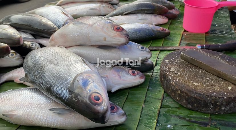 Ikan Bandeng merupakan tradisi dalam perayaan Imlek