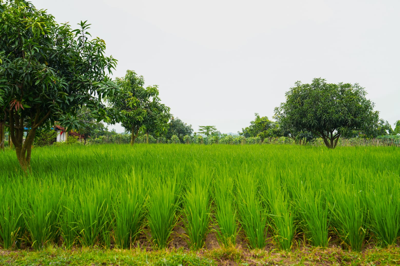 Agroforestry Perhutanan Sosial untuk Mendukung Ketahanan Pangan