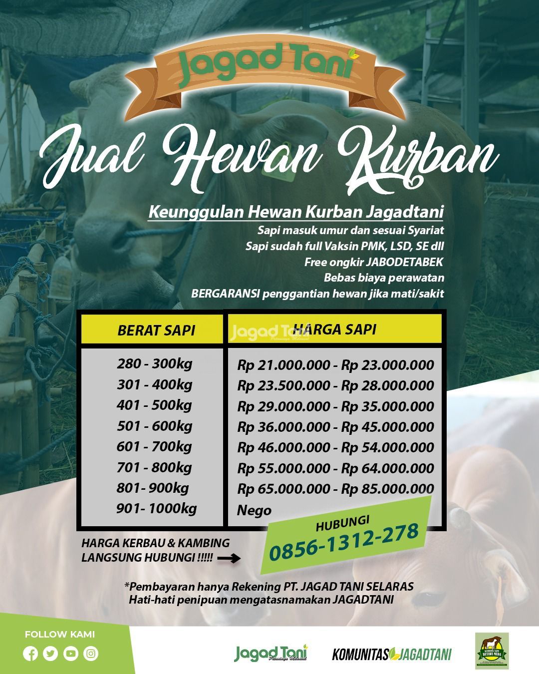 Harga sapi Kurban 2025 Harga sapi Kurban 2025