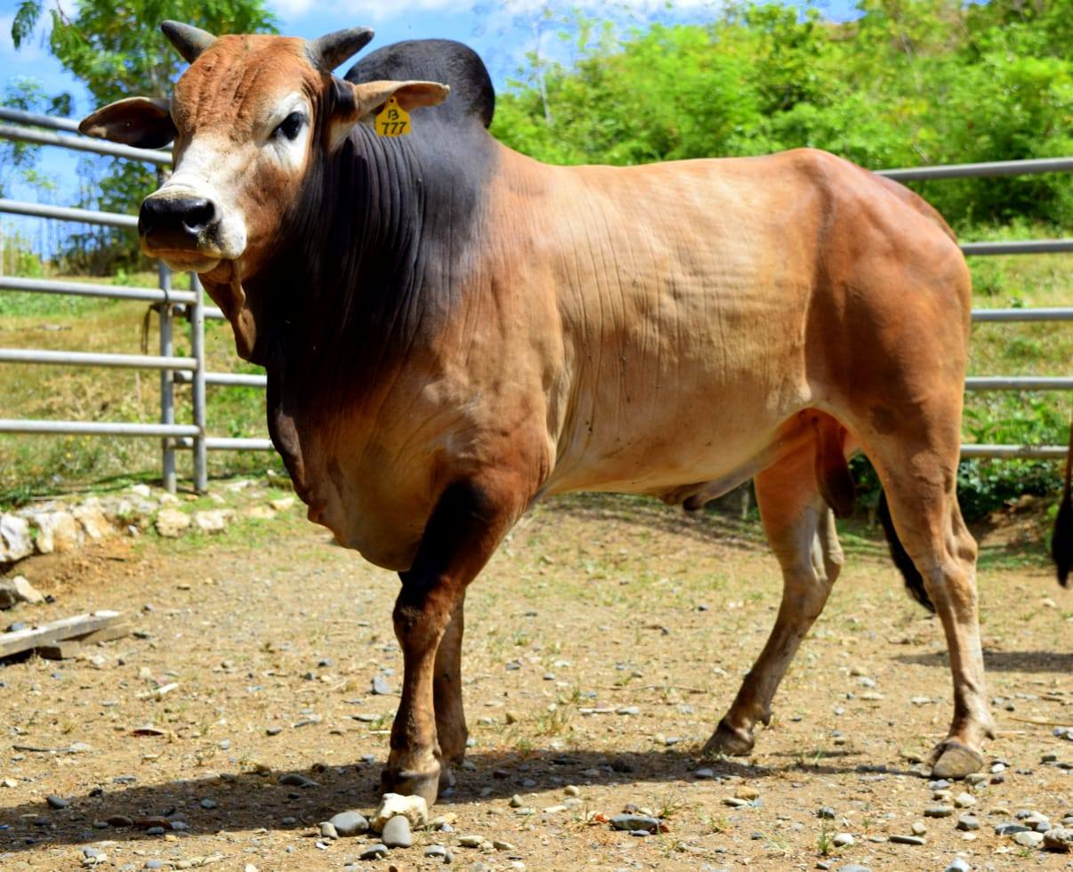 Sapi Aceh Diakui Nasional sebagai Bibit Unggul Sapi Aceh Diakui Nasional sebagai Bibit Unggul